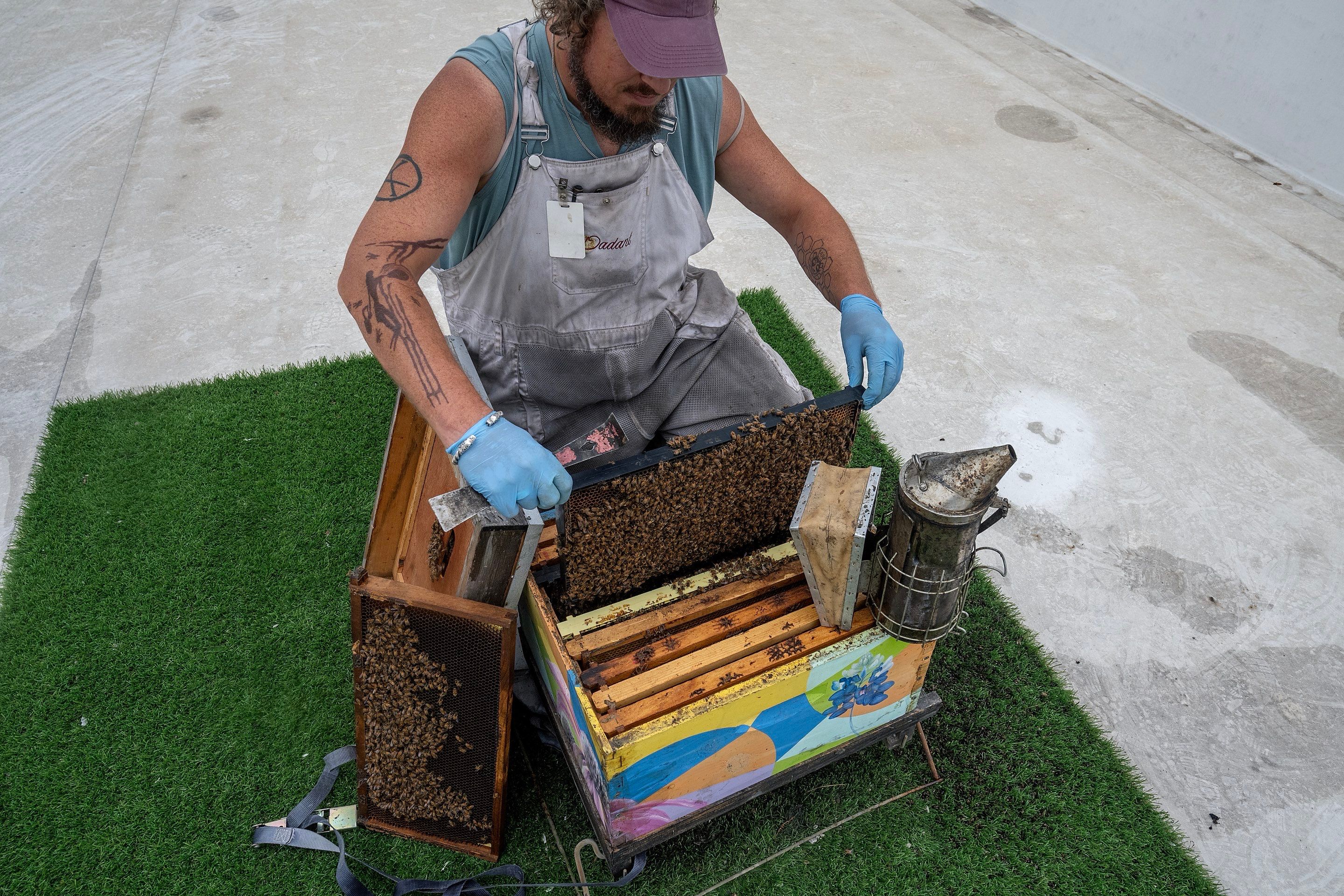 Urban Beekeeping in Dallas by Rockwall Honey Bee Company