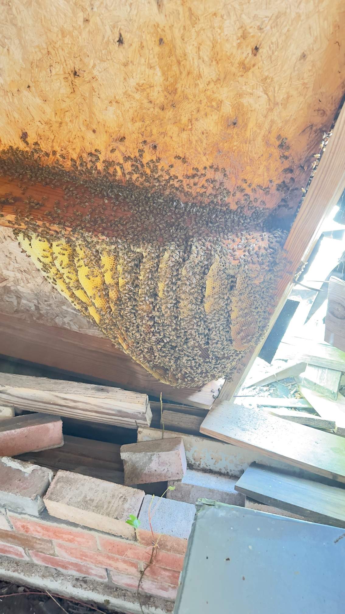 Open Air Garage Beesli by Rockwall Honey Bee Company