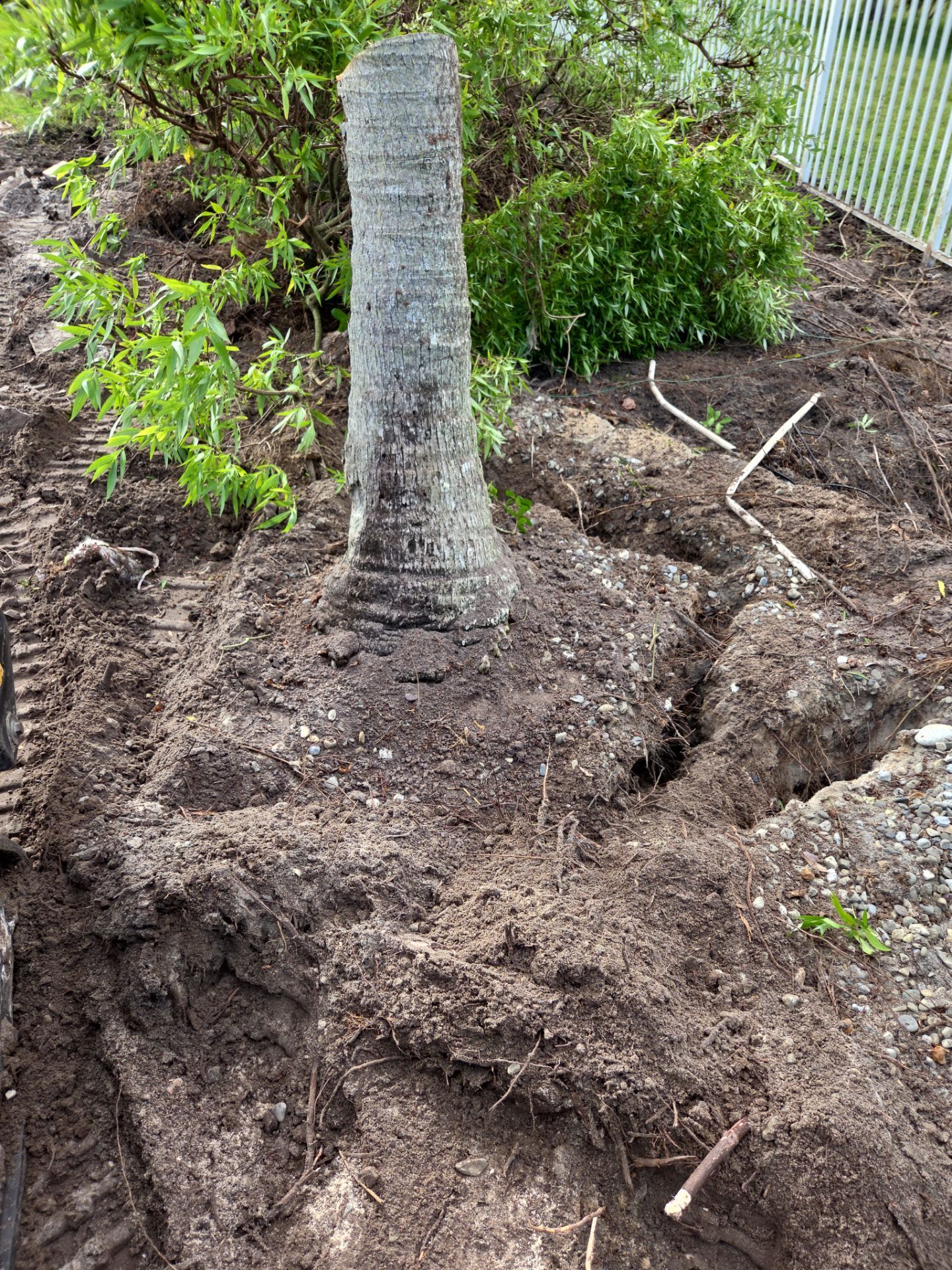 Hammock Creek Estate | Phase 1 – The Art of Precision Removal by Alpha Zeta Enterprises Inc