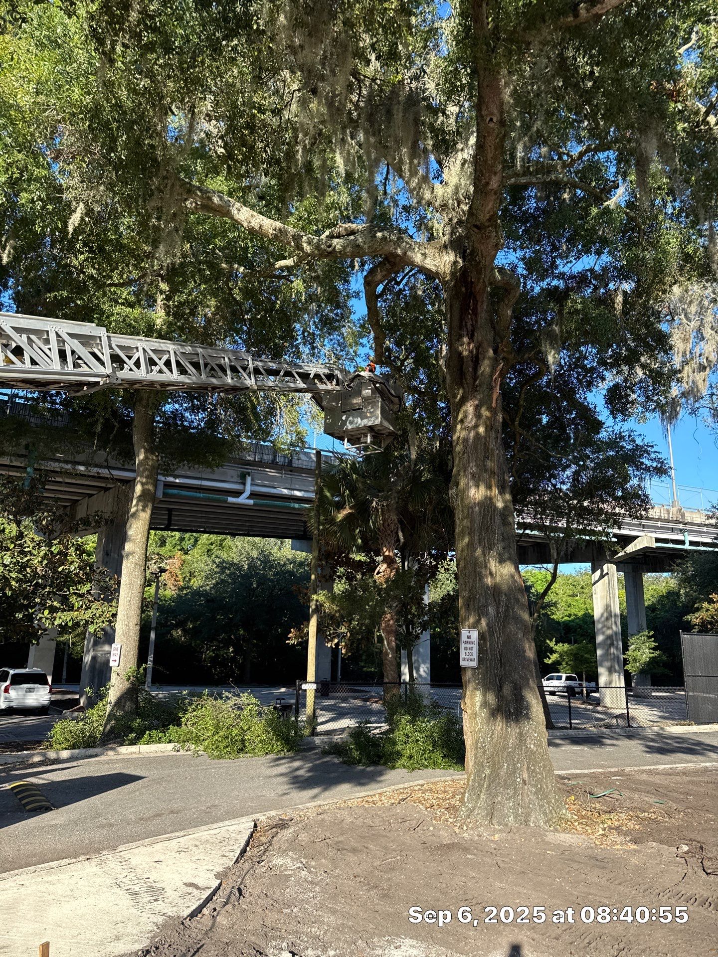 Welcome Center Tree Removal | Episcopal School of Jacksonville by ProGreen Services