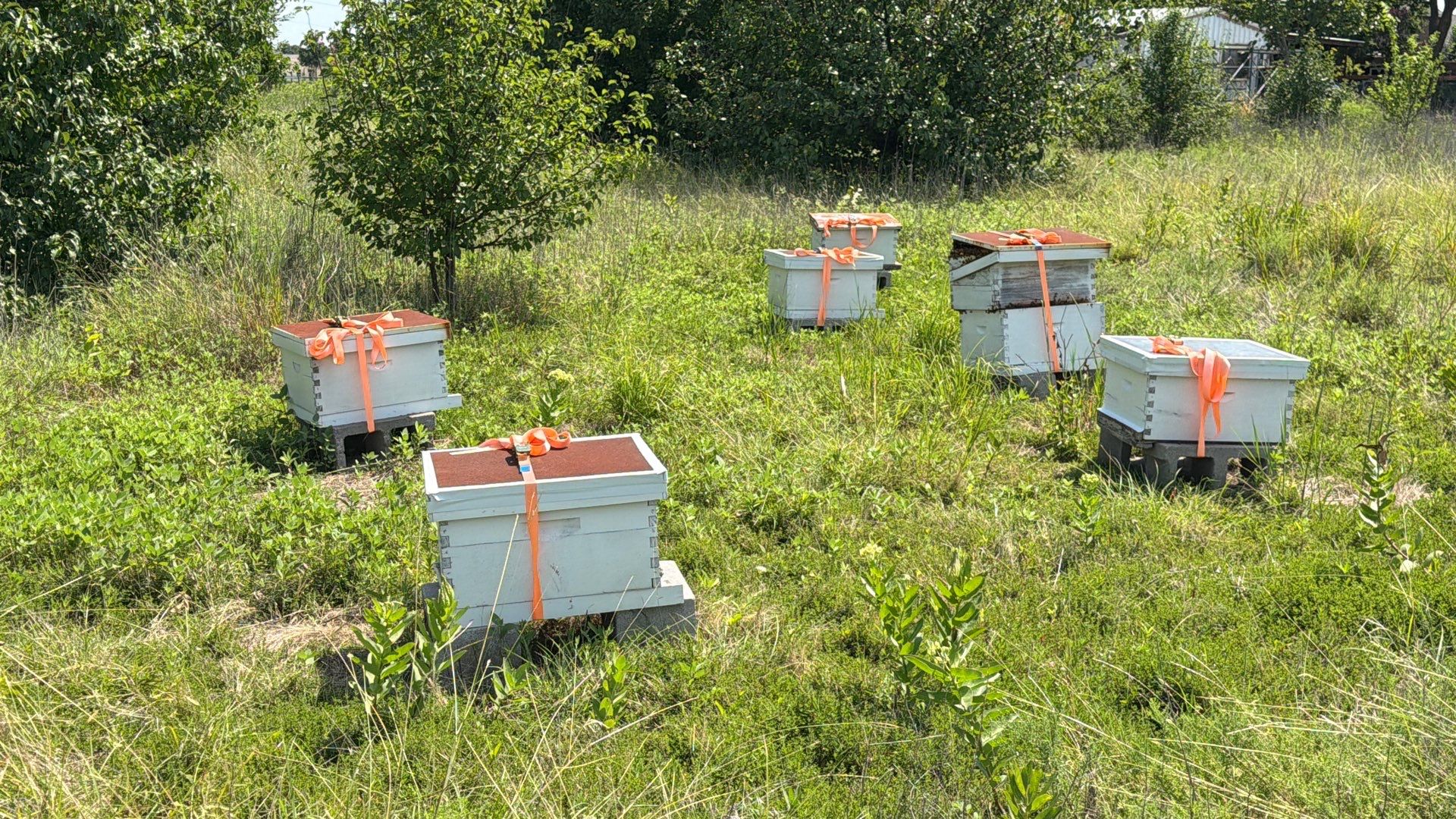 Baseball Diamond Apiary by Rockwall Honey Bee Company