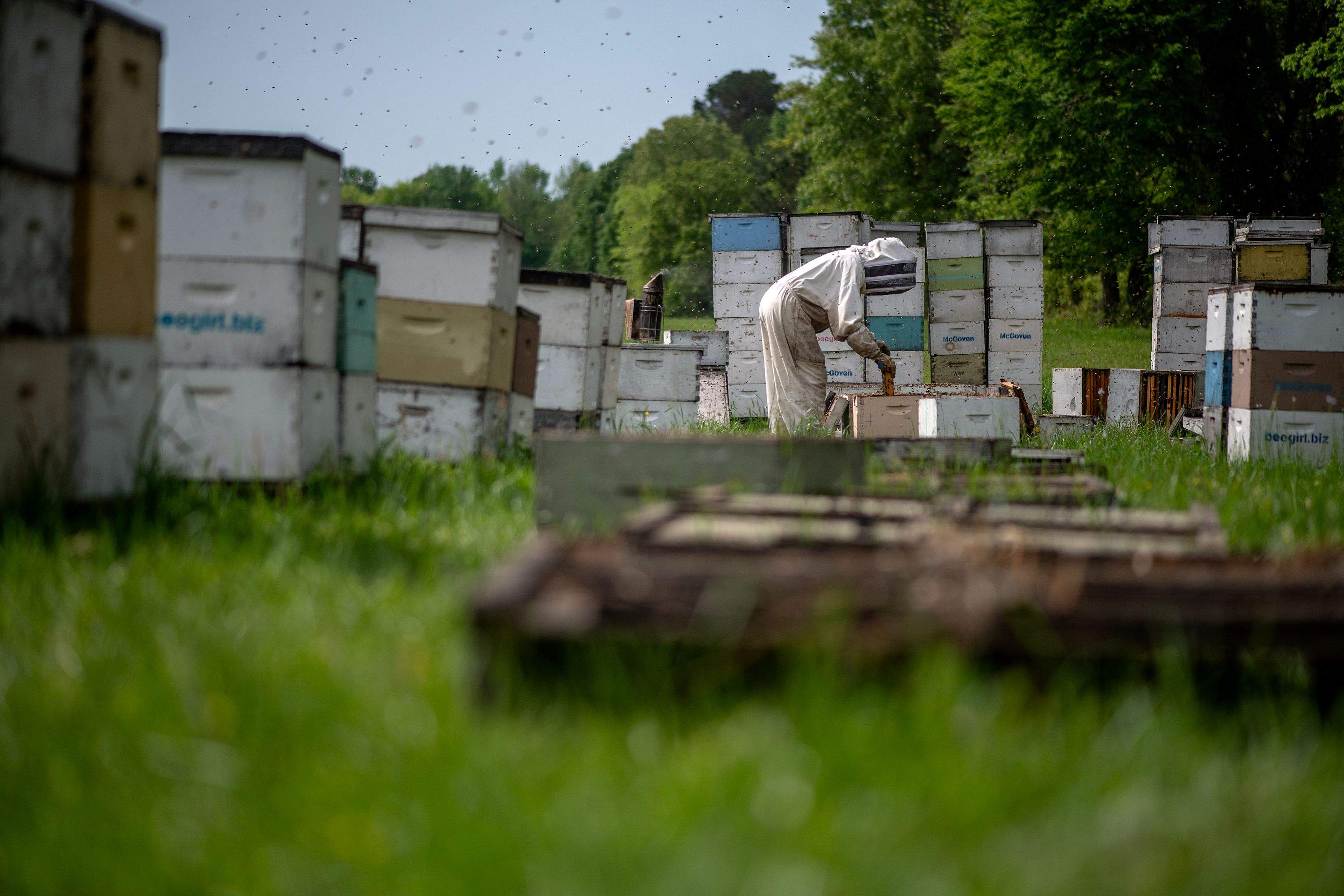 Splits in East Texas by Rockwall Honey Bee Company