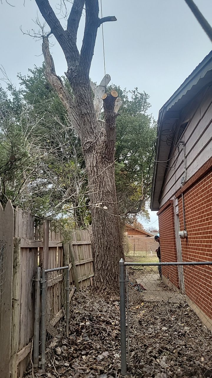Tree Removal using Chainsaws by Clays Services Inc
