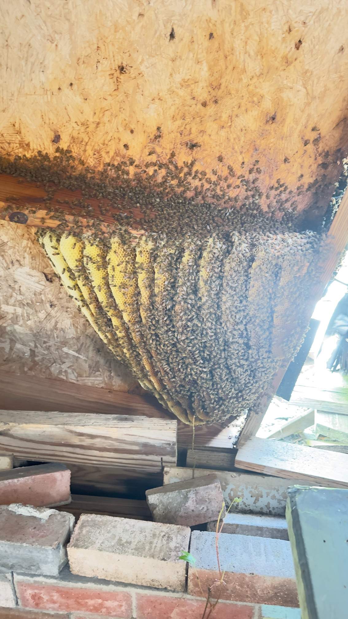 Open Air Garage Beesli by Rockwall Honey Bee Company