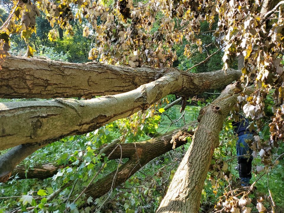 Storm Damaged Tree Removal  by Mike Jones & Sons Tree Service LLC 