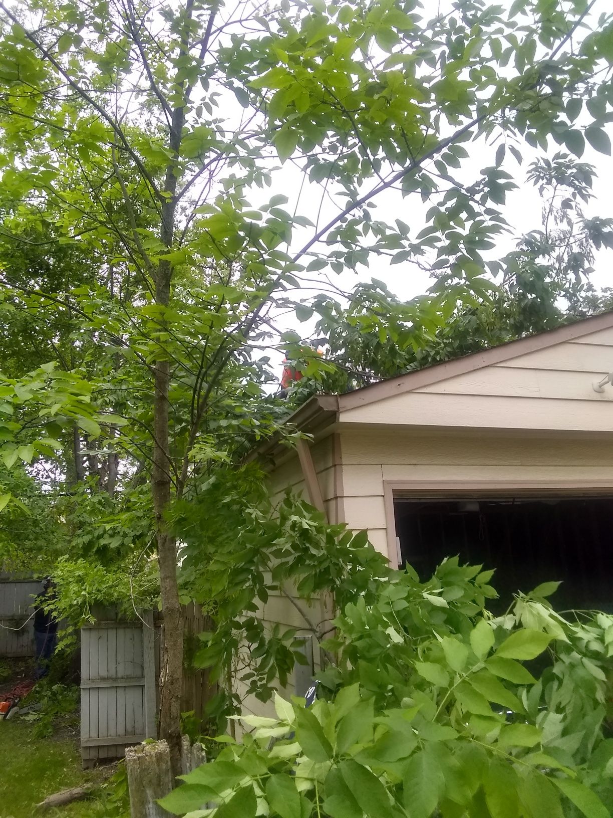 Tree Removal using Tree Removal by Mike Jones & Sons Tree Service LLC 