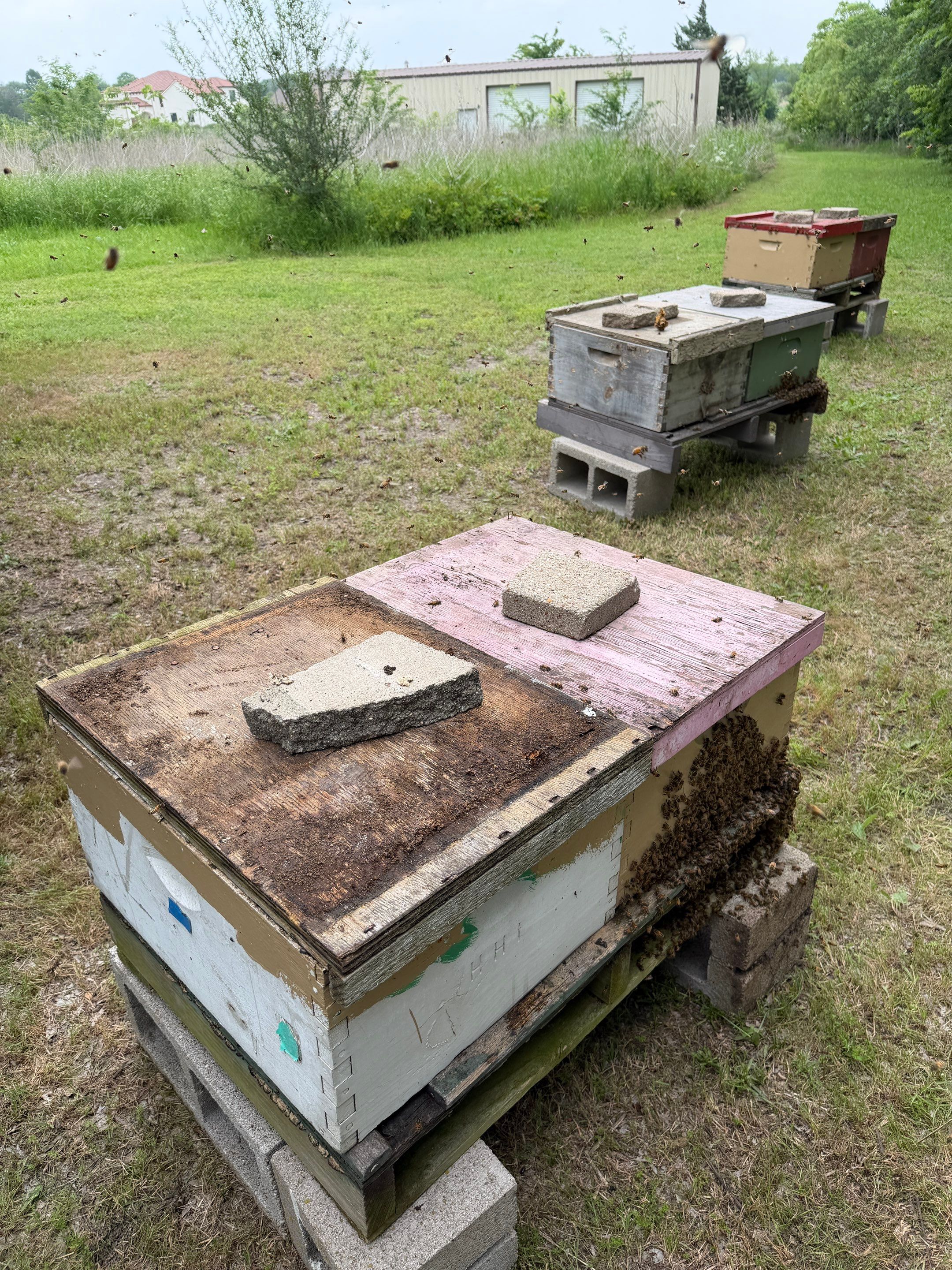 Sunnyvale’s Happiest Apiary by Rockwall Honey Bee Company