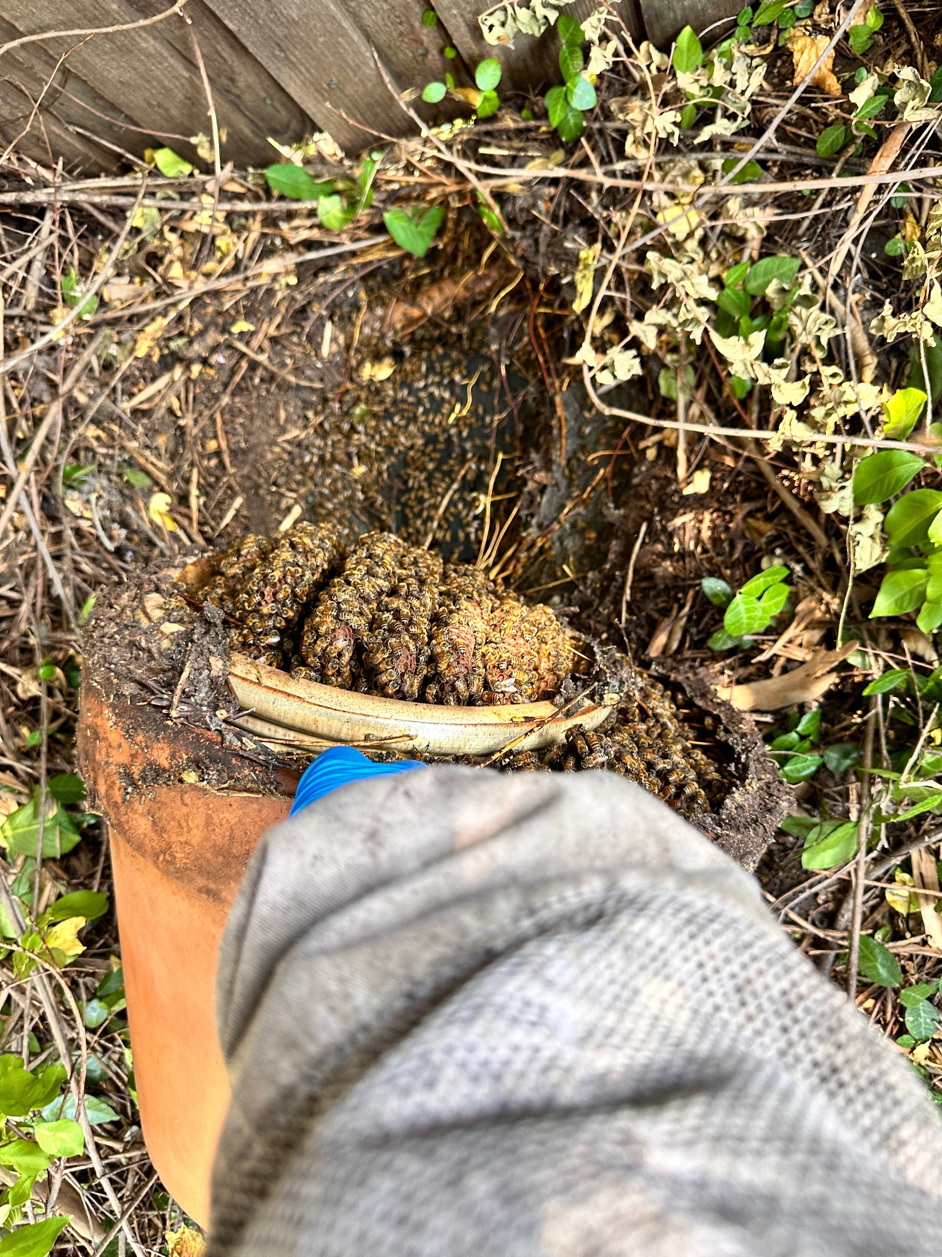 Pot-in-a-Pot by Rockwall Honey Bee Company