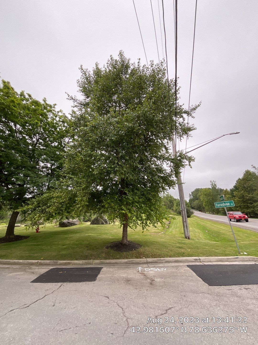 Tree Removal and Pruning by Treeman Tom LLC