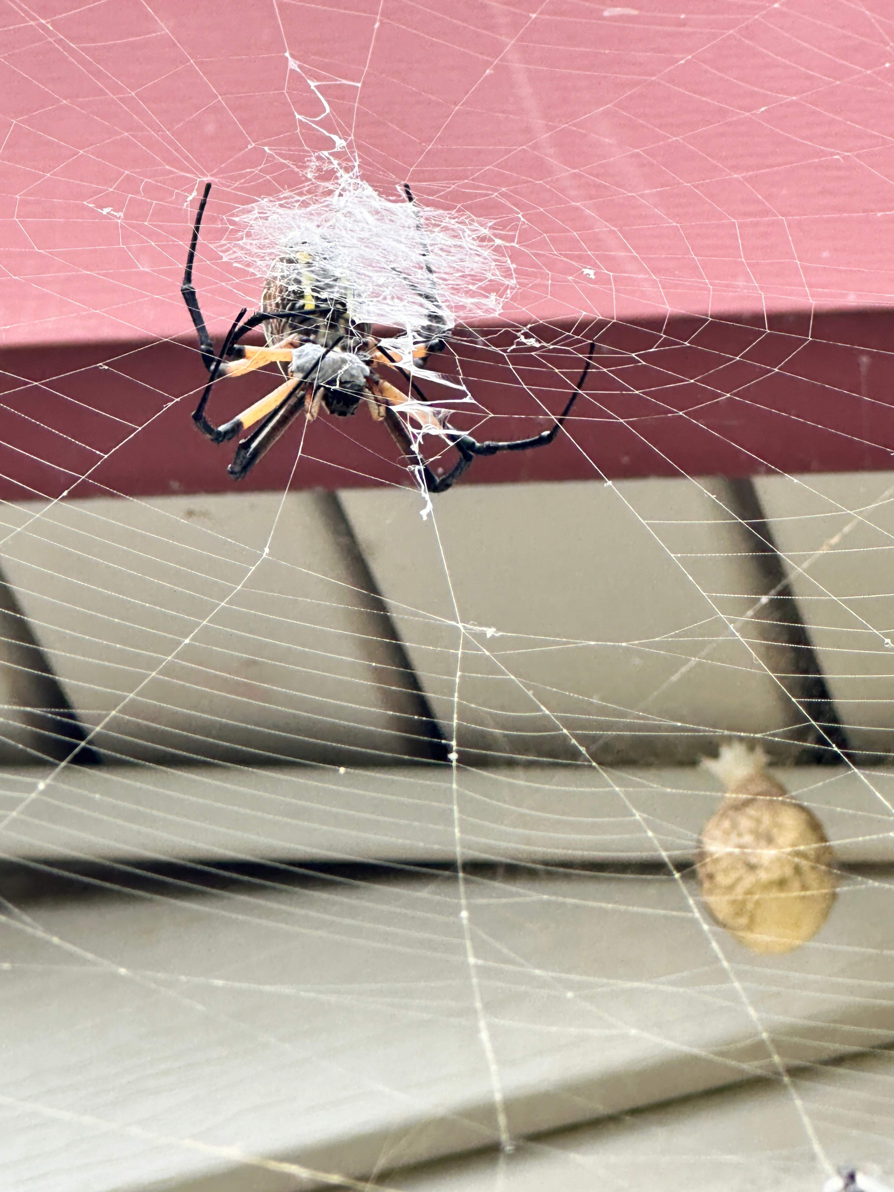 Sheetrock Bees by Rockwall Honey Bee Company