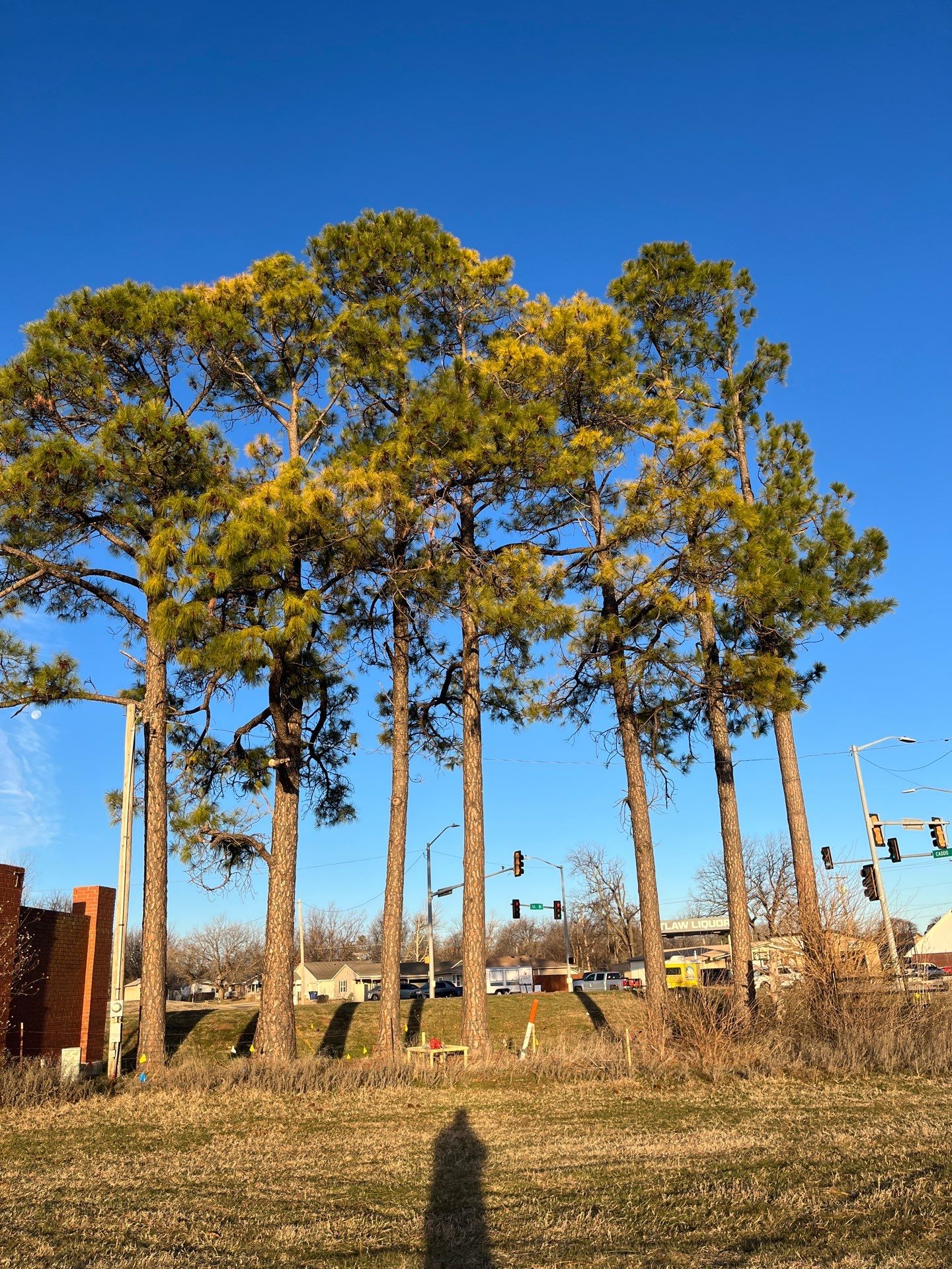 Pine Removals by Clays Services Inc