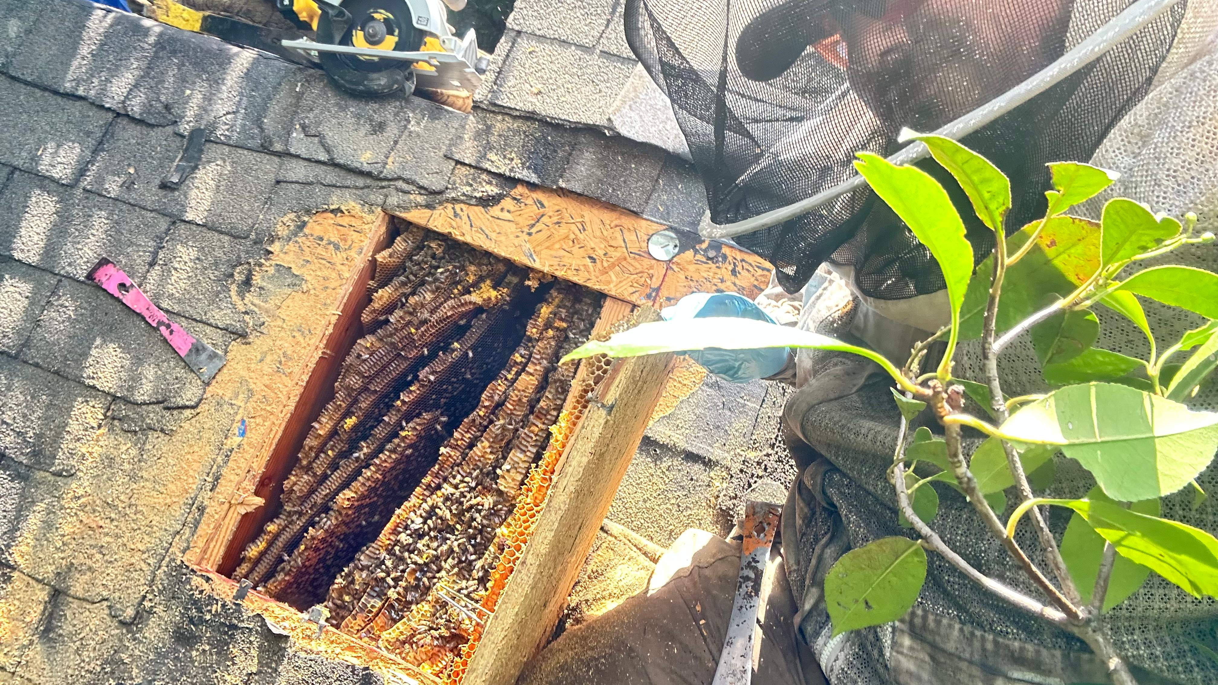 Under Shingles by Rockwall Honey Bee Company