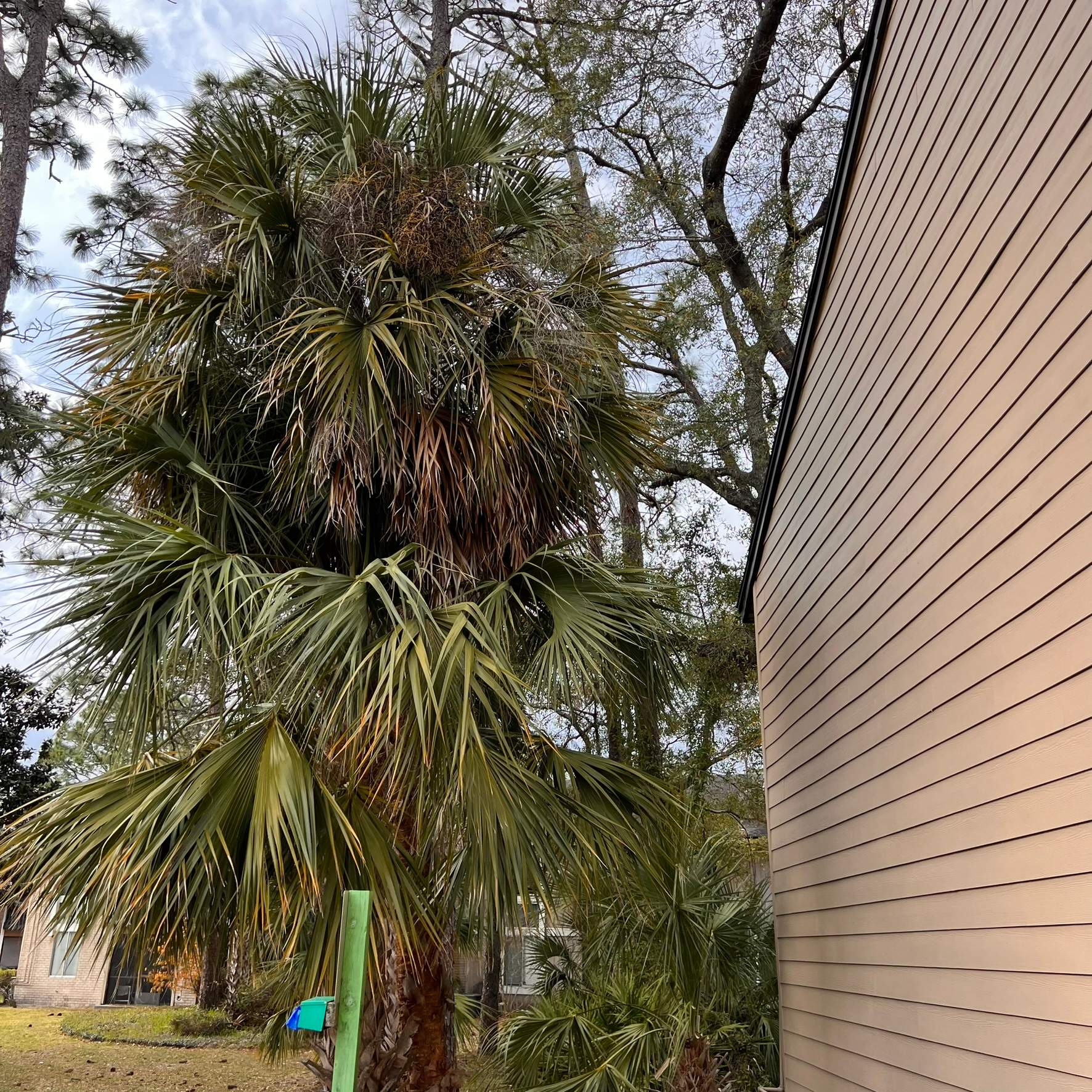 Tree Trimming | Preserve at San Jose by ProGreen Services