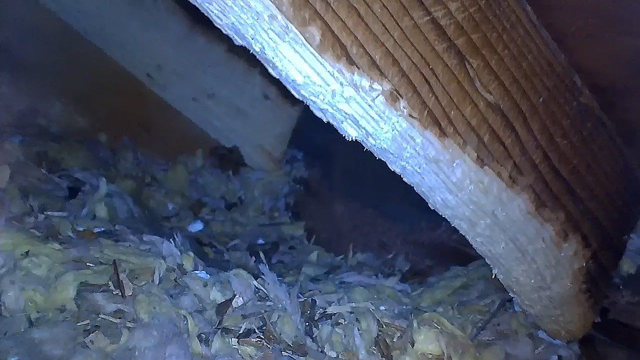 Soffit- End Squirrel entry by Abra Kadabra Pest And Wildlife 