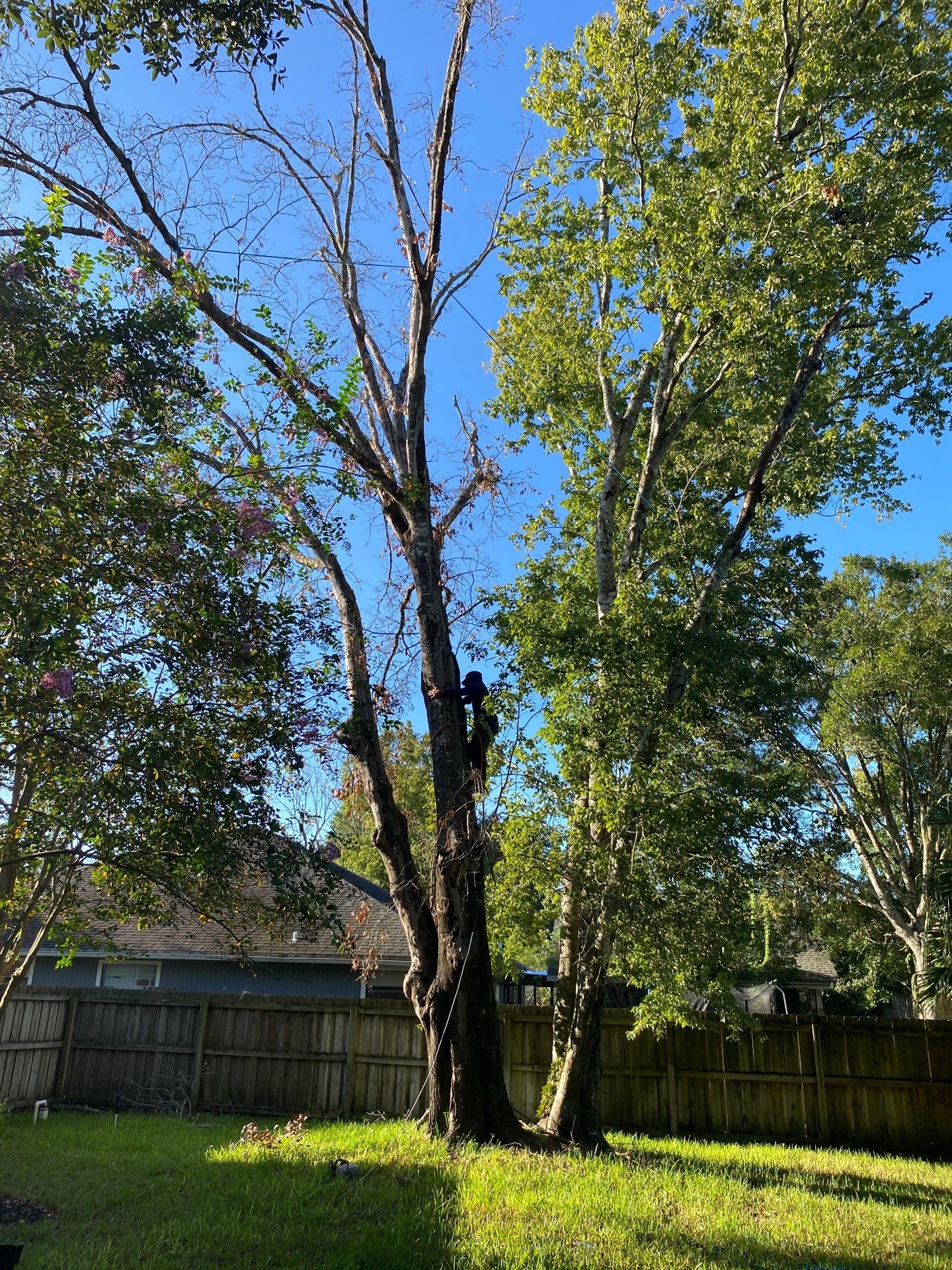 Tree Removal | Residential by ProGreen Services