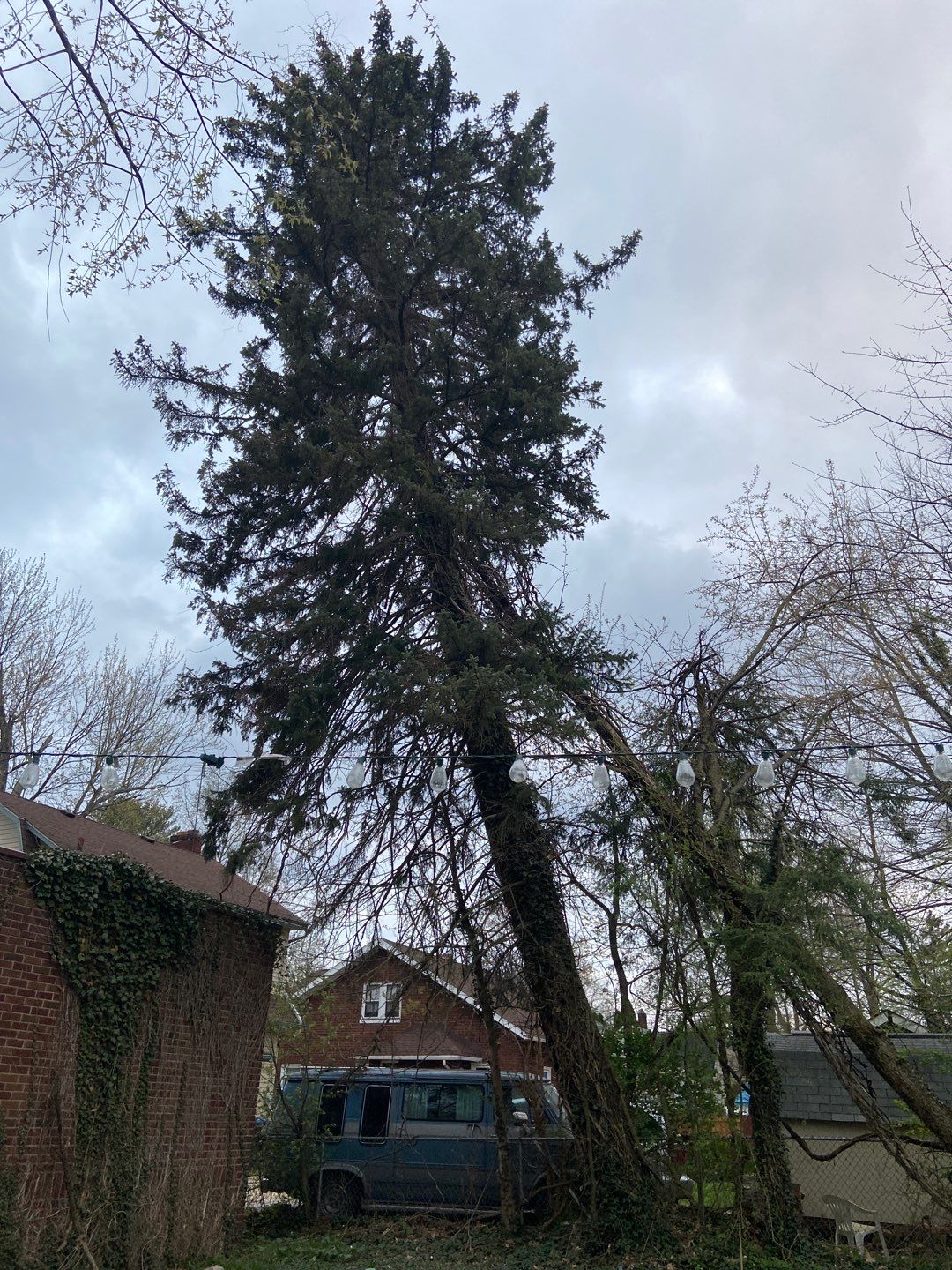 Tree Removal using Tree Removal by Mike Jones & Sons Tree Service LLC 