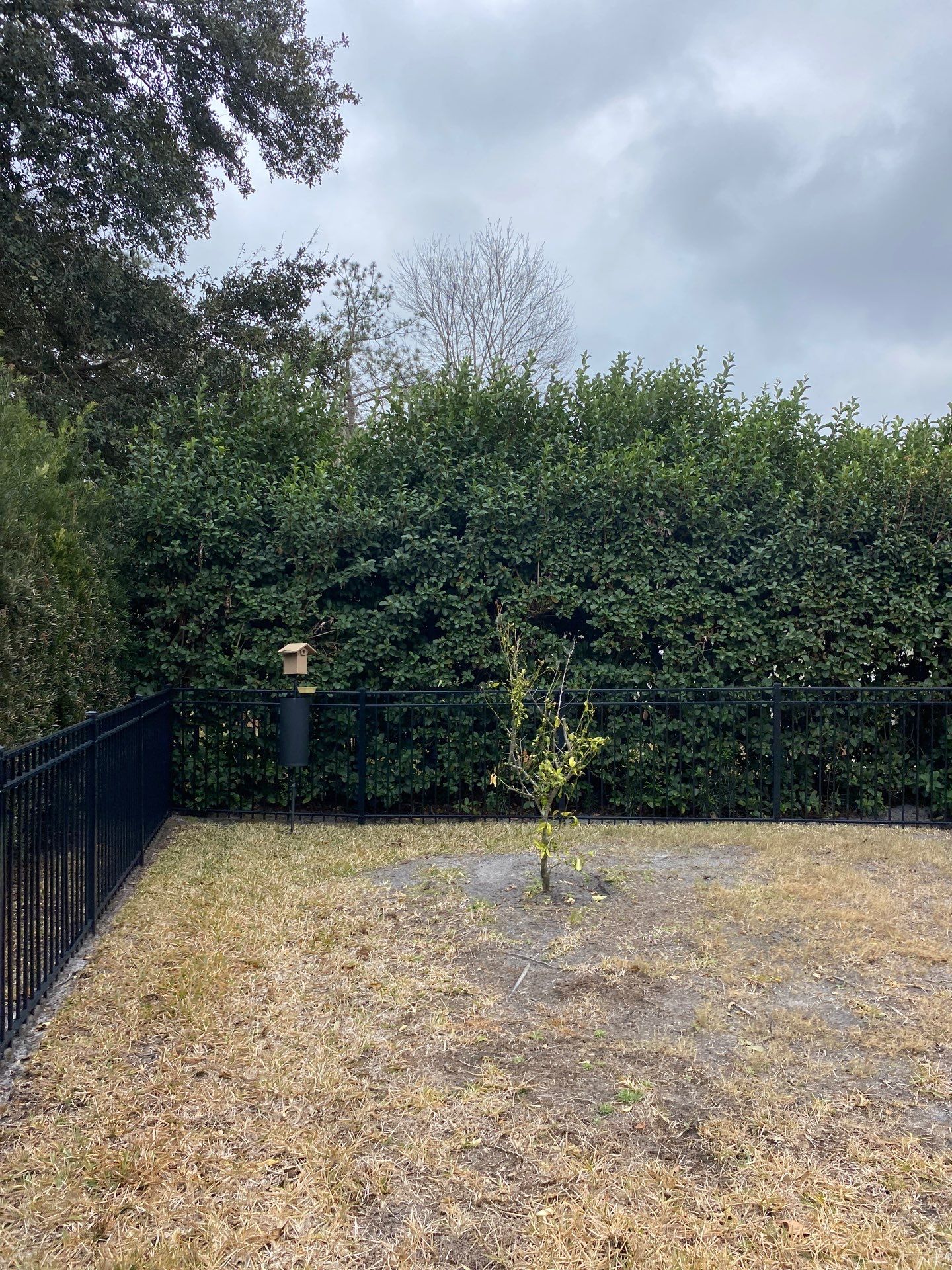 Residential | Hedge Trimming by ProGreen Services