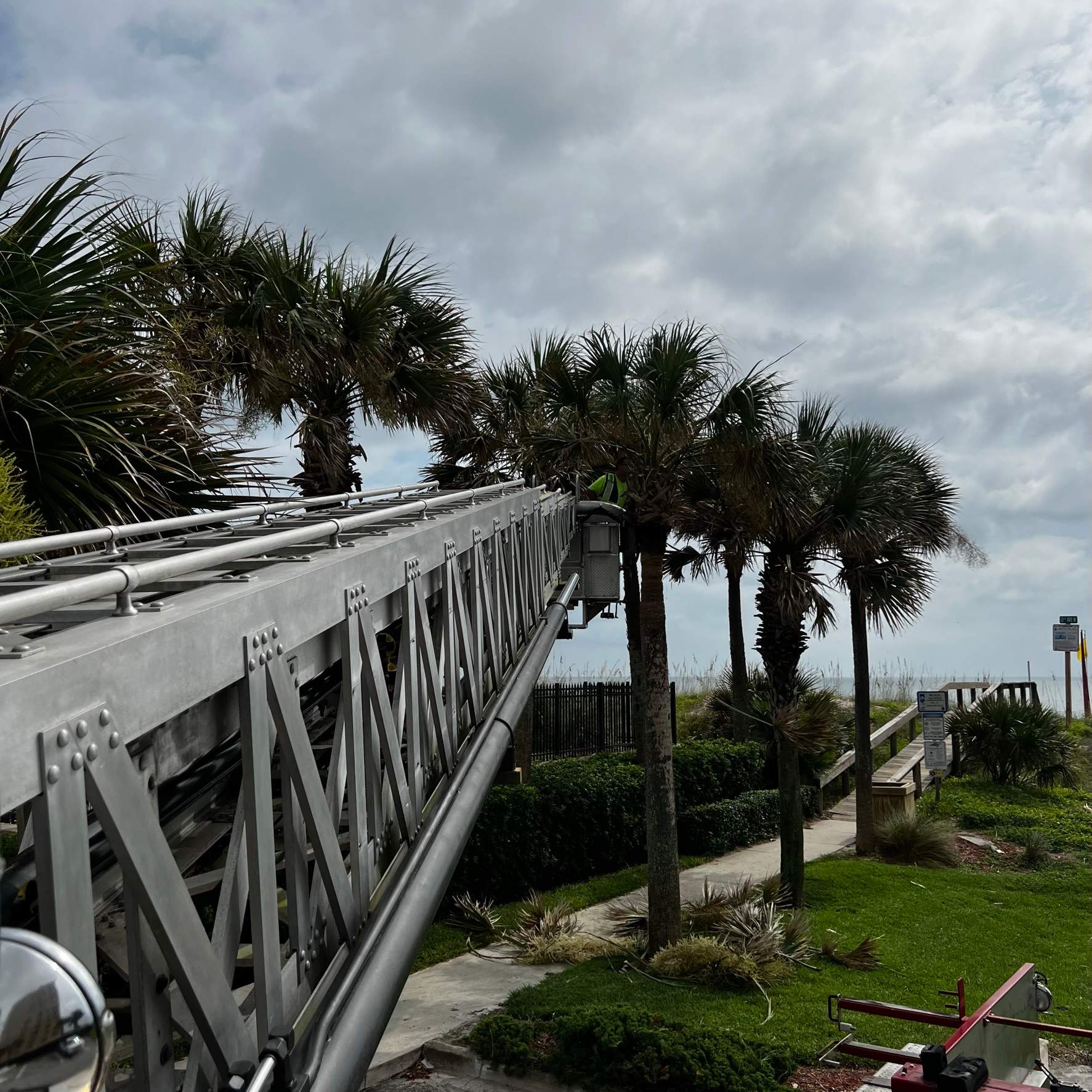 Palm Trimming | Landmark Condominiums by ProGreen Services