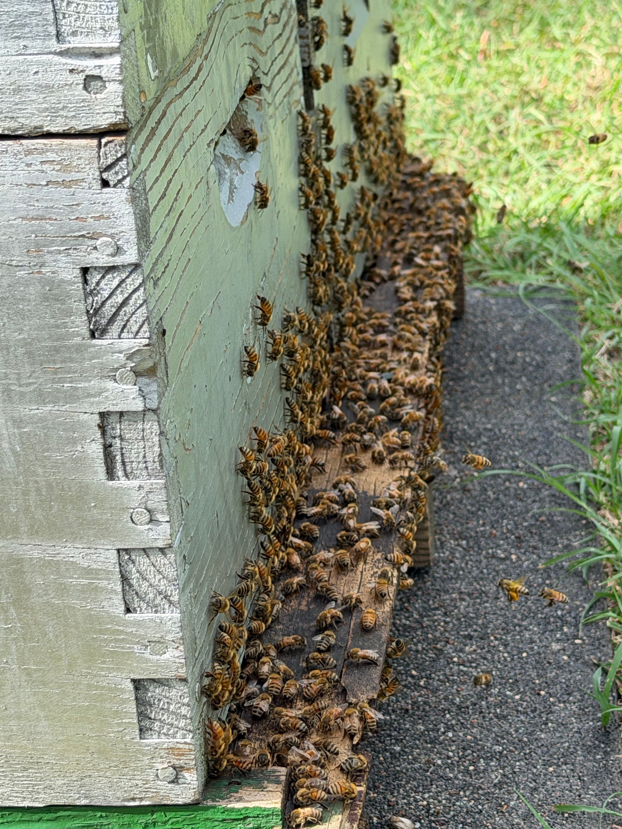 Cavnar Gang-Busters by Rockwall Honey Bee Company