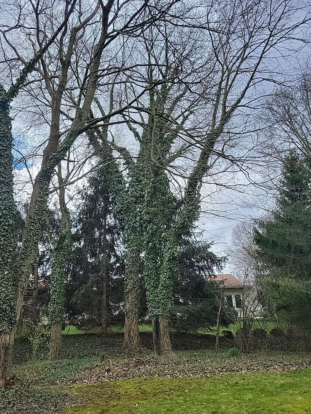 Tree Trimming using Tree Pruing by Mike Jones & Sons Tree Service LLC 