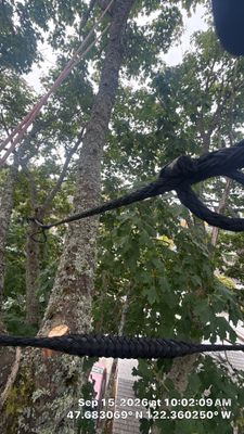 Seattle Tree Cabling and Structural Support System Installation