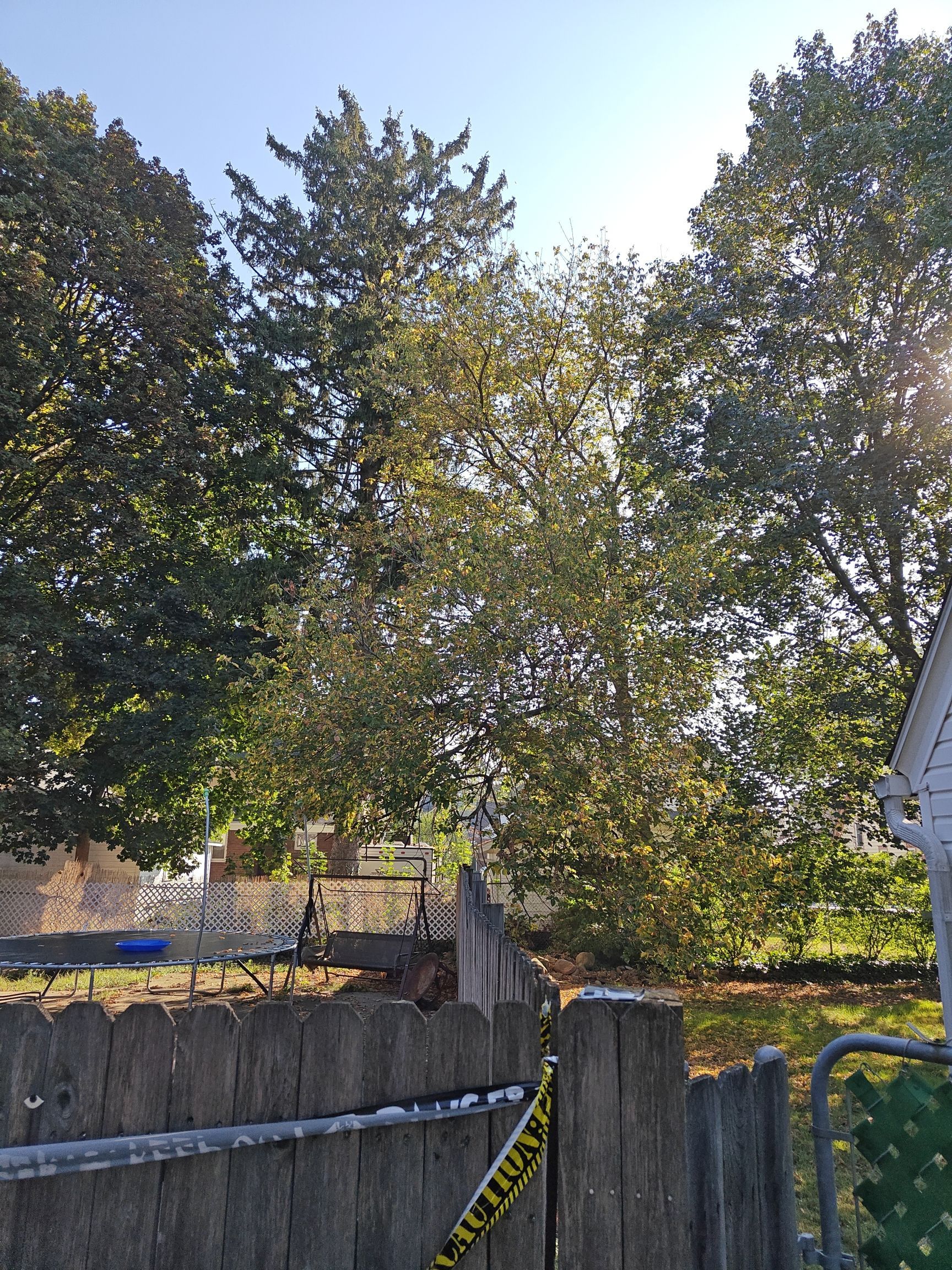 Tree Trimming using Tree Pruing by Mike Jones & Sons Tree Service LLC 