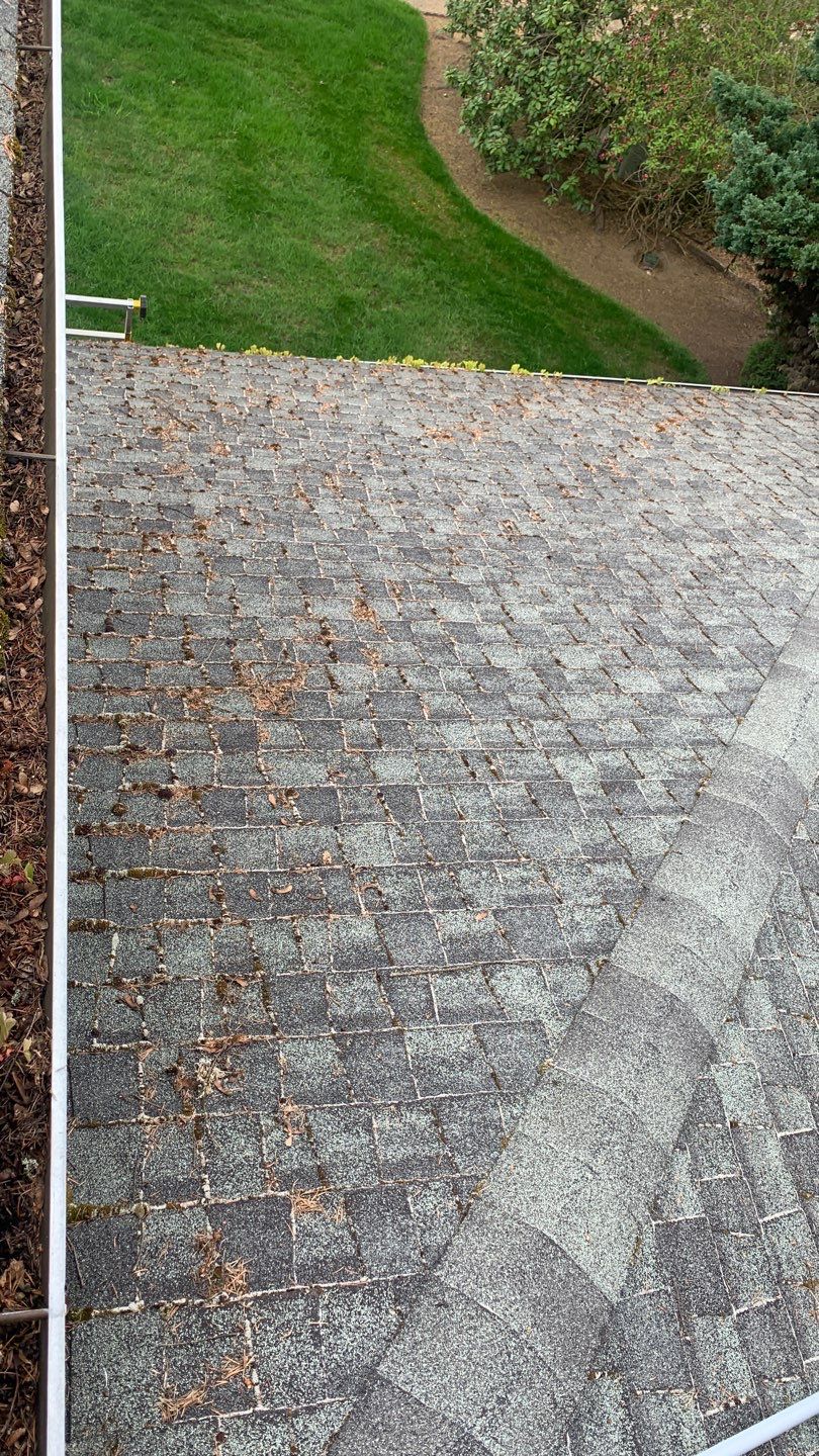 Softwashed in many Years back, and organic regrowth significant by DawnSky LLC