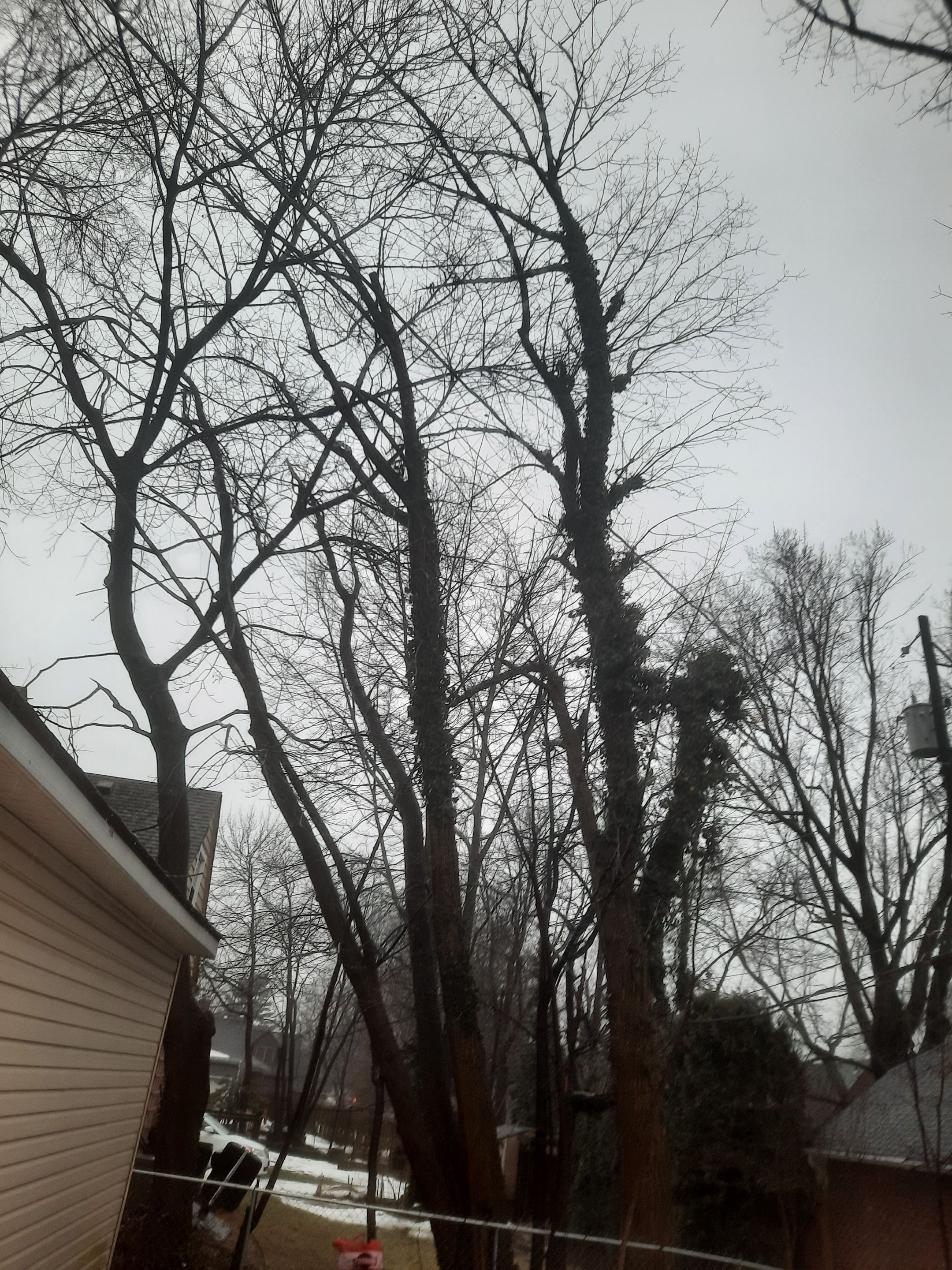 Firewood Delivery  using Seasoned Firewood by Mike Jones & Sons Tree Service LLC 