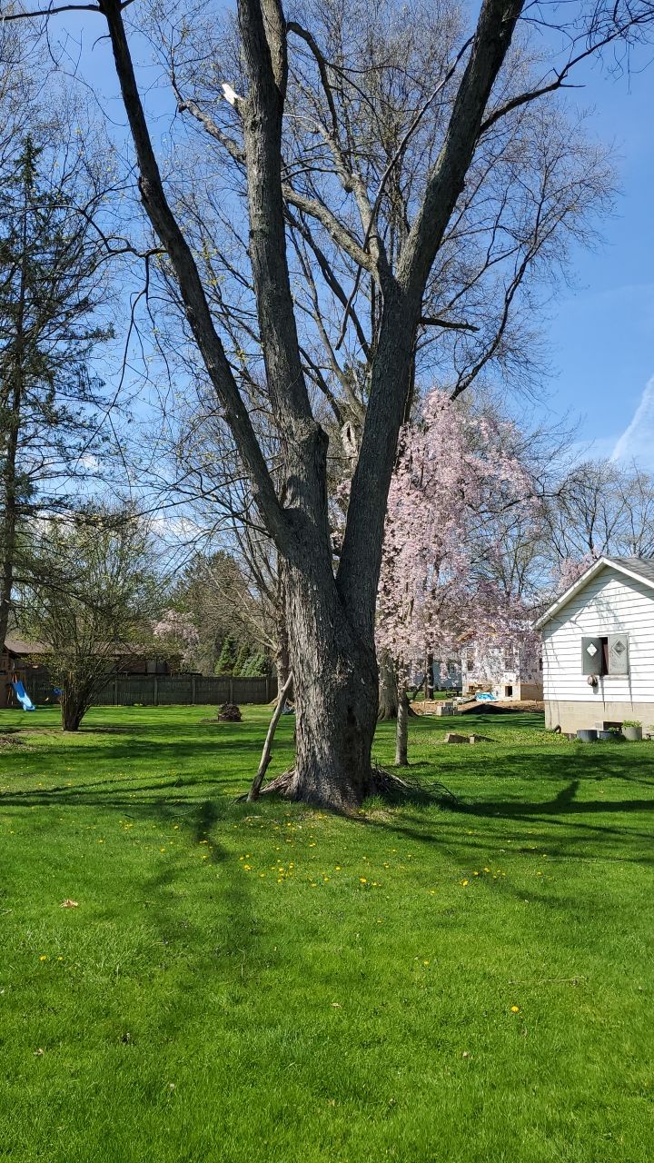 Tree Removal using Tree Removal by Mike Jones & Sons Tree Service LLC 