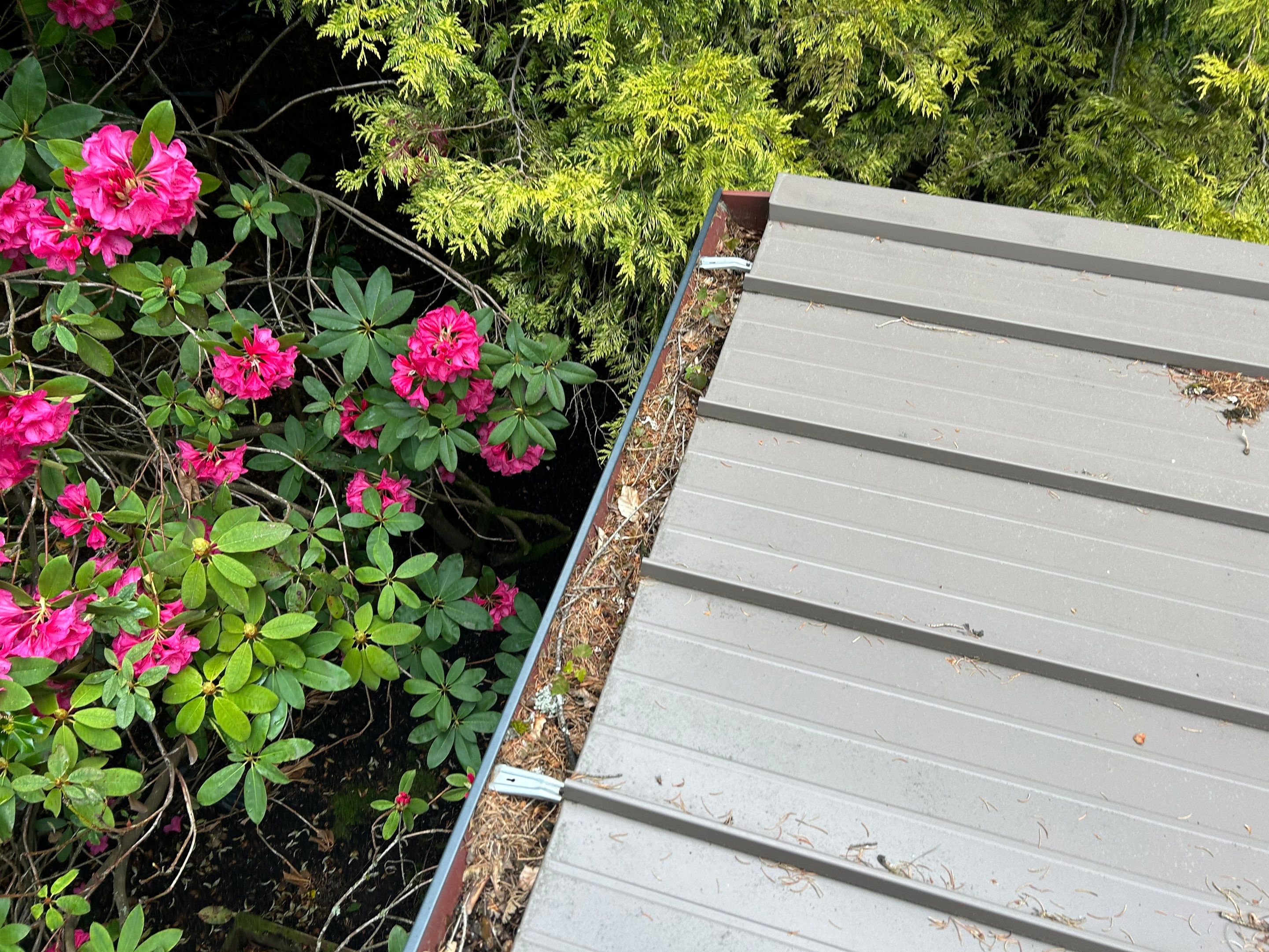 Roof Cleaning in Portland by Prodigy Roof Solutions