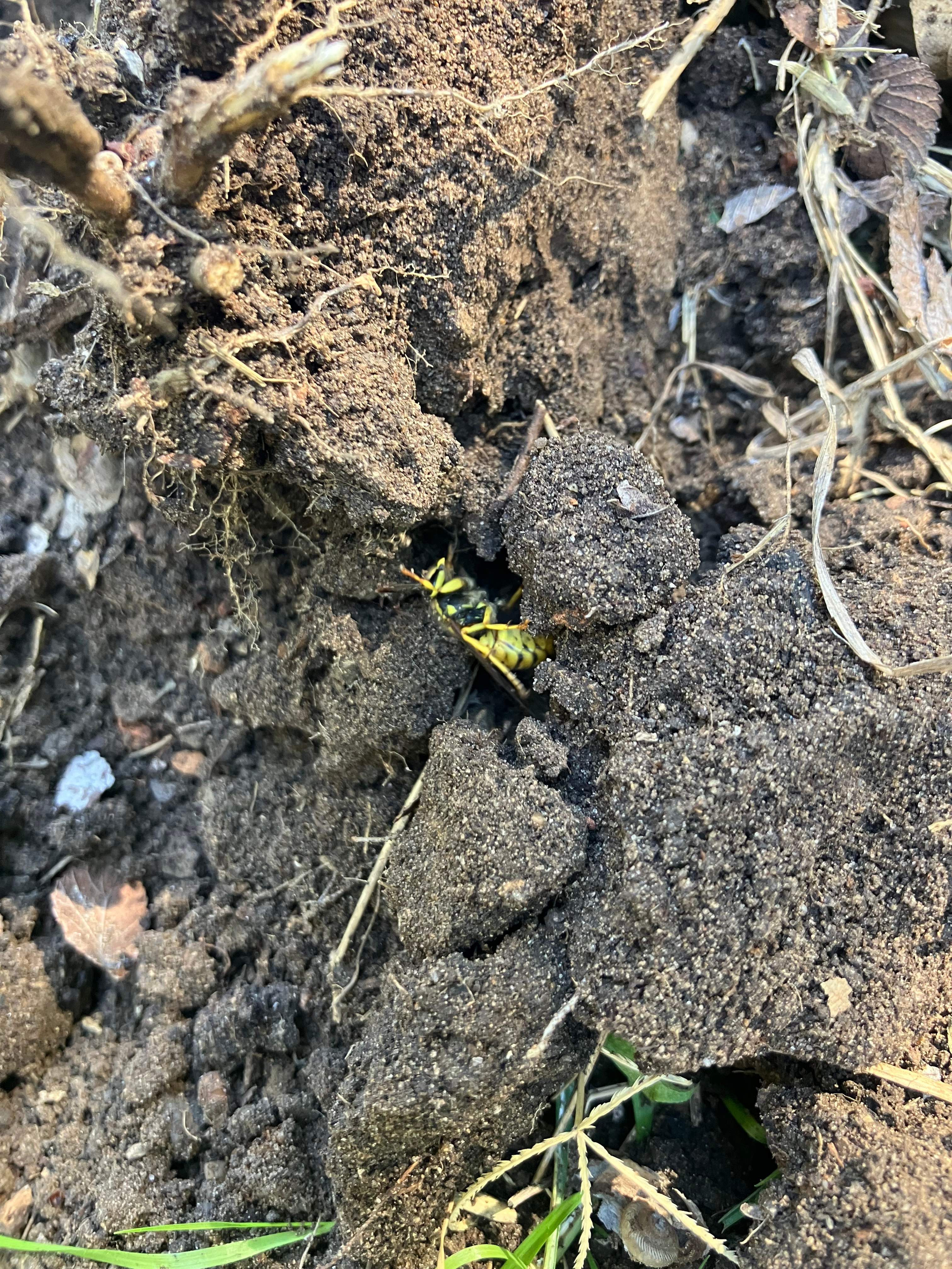 Yellowjackets at City Park by Rockwall Honey Bee Company