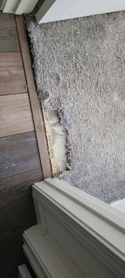 Repairing Carpet Damaged by Cats