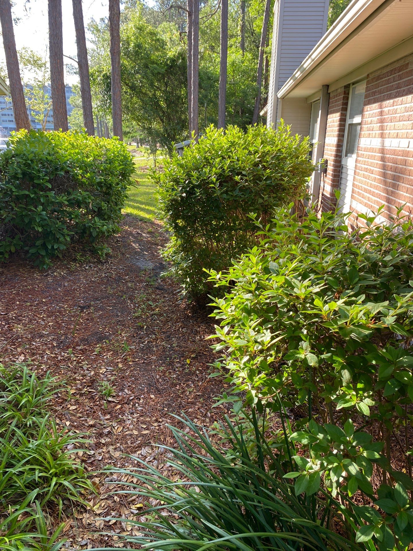 Residential | Volunteer Clean-Up by ProGreen Services