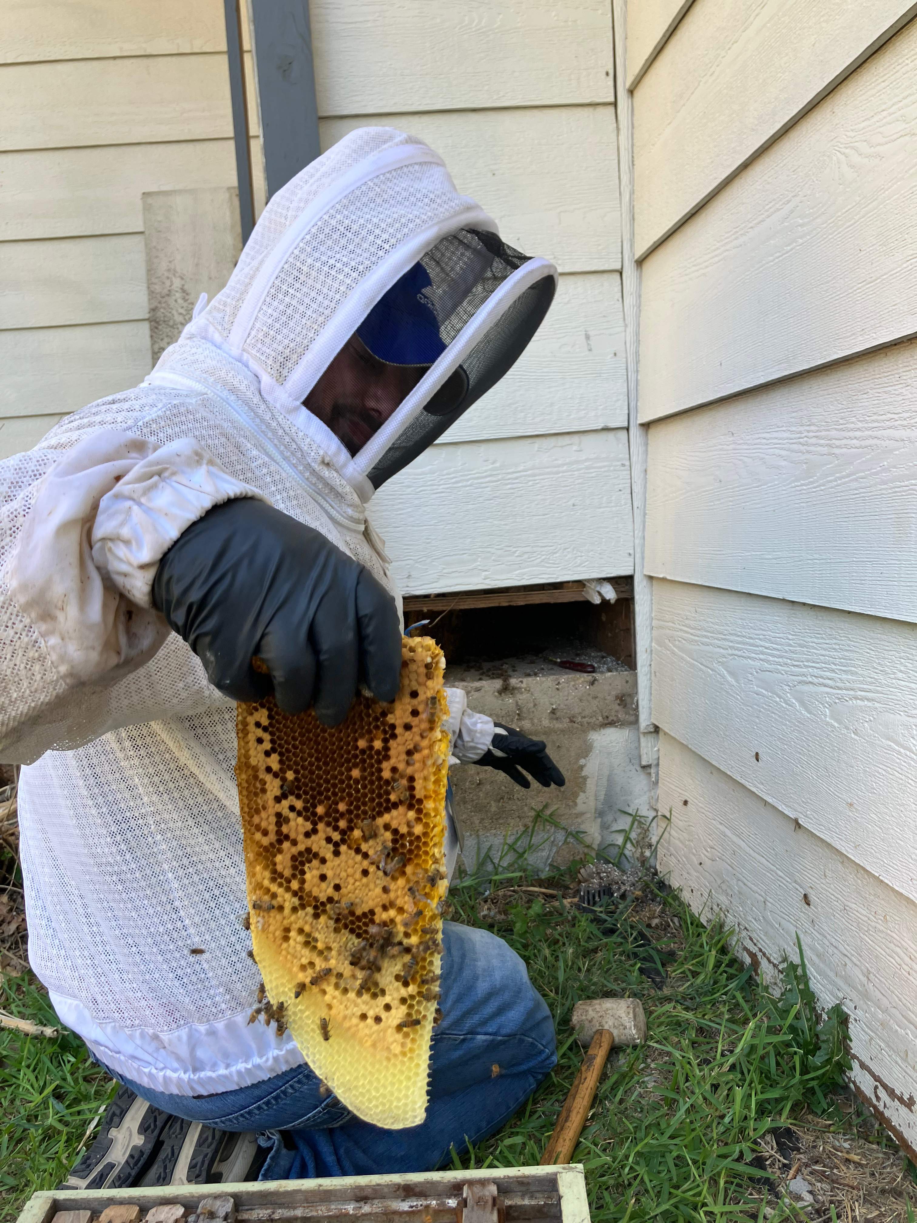 Bees Handled by Rockwall Honey Bee Company