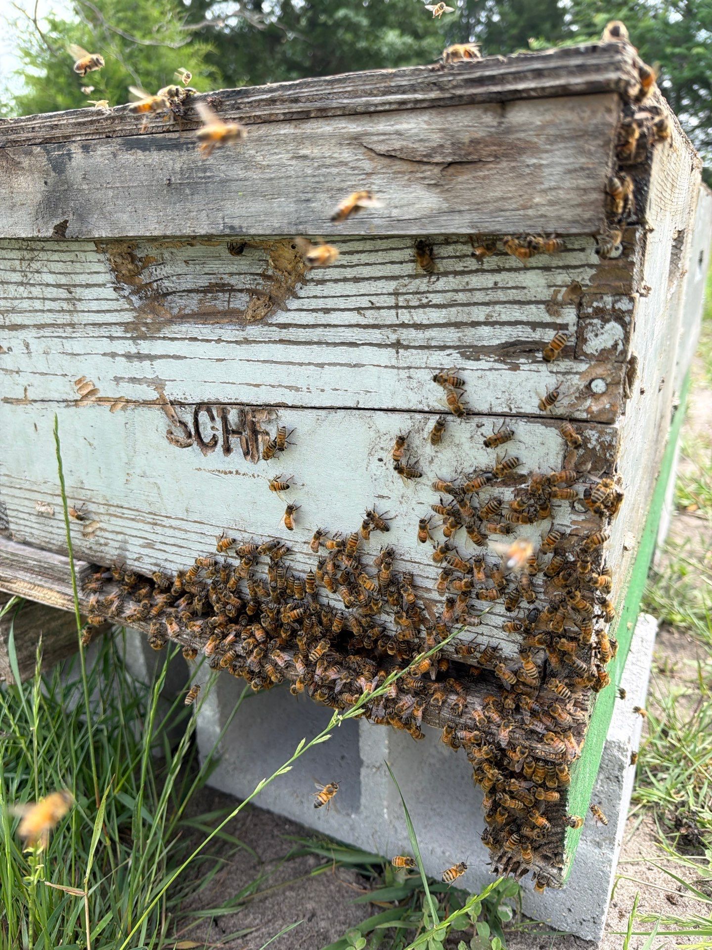Exemption in Royse City, TX by Rockwall Honey Bee Company