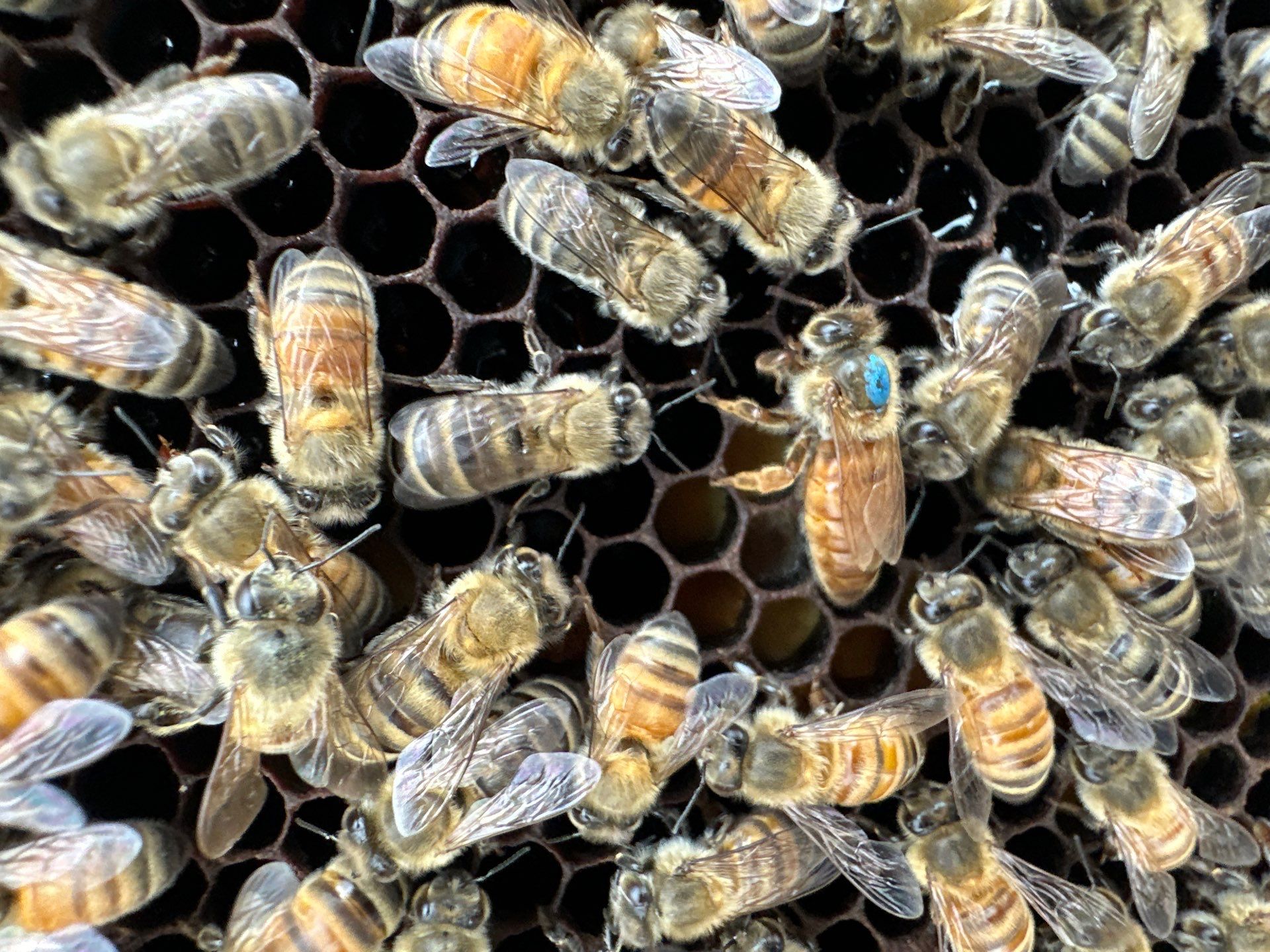 Bees at the Bank! by Rockwall Honey Bee Company