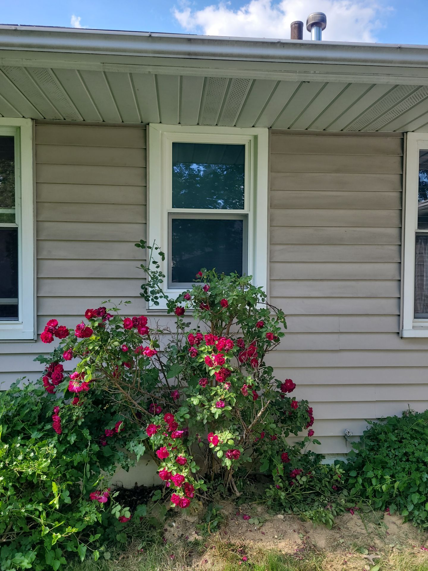 Jeannette Stewart by Silver Leaf Contracting 