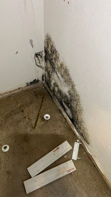 Mold Remediation