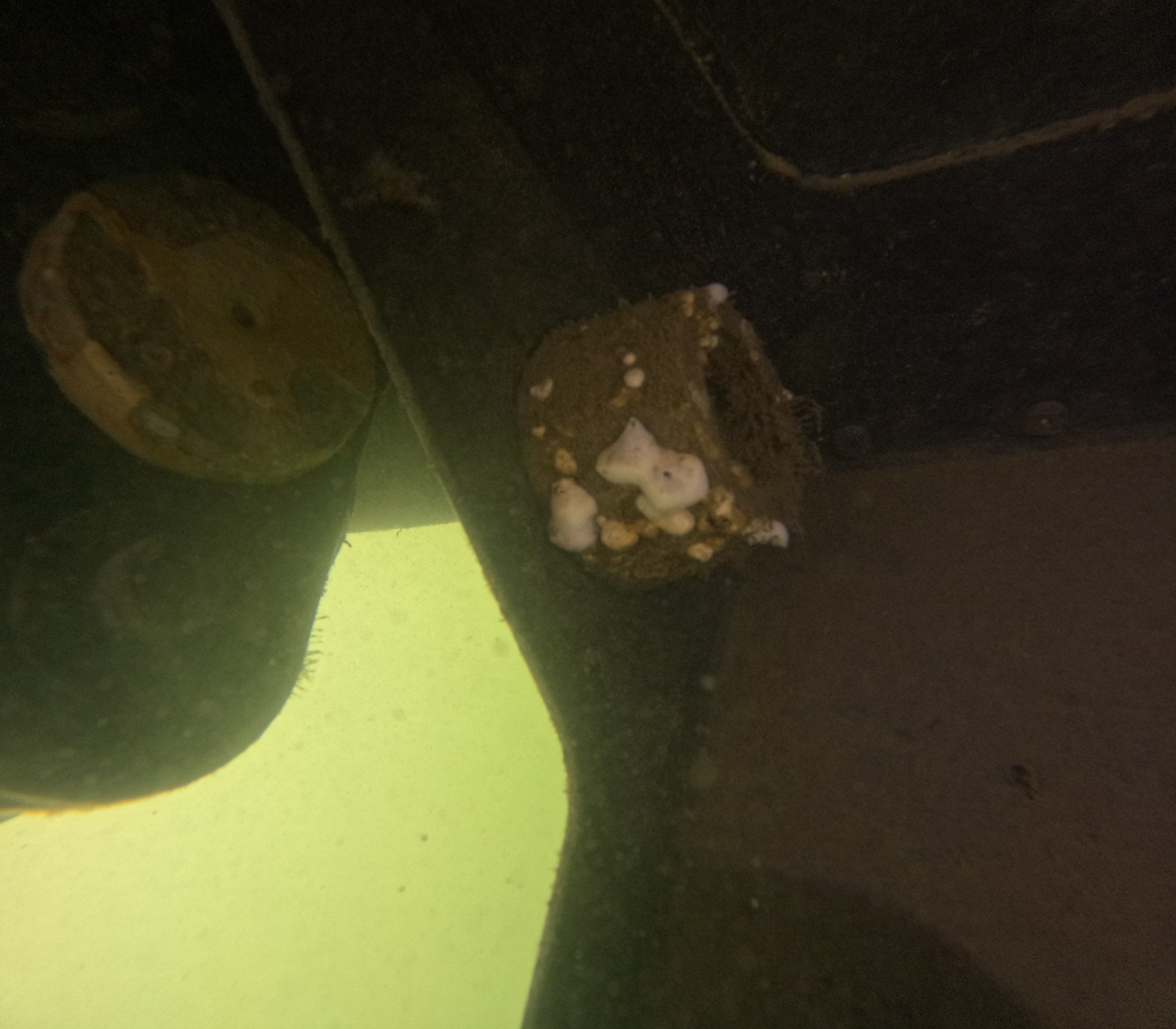 Project in Venice, FL by Florida Hull Cleaning 