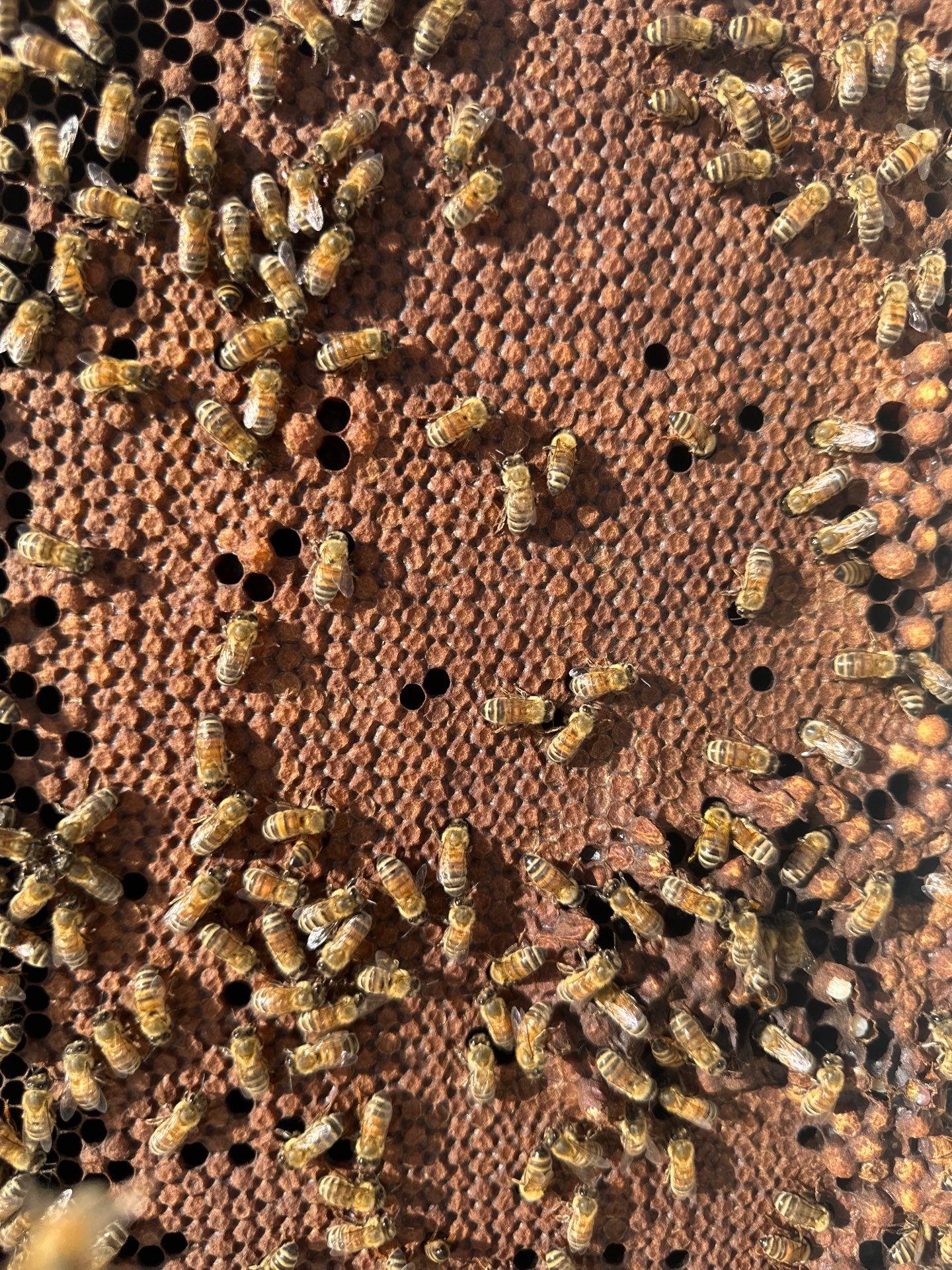 Anchovies on your Apiary by Rockwall Honey Bee Company
