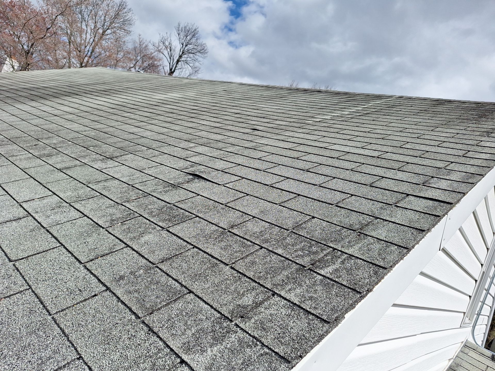 Silver Birch Shingles by Reimagine Roofing