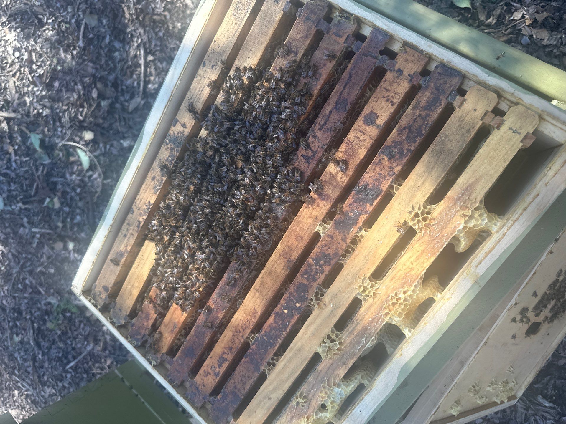 Lakewood Apiary by White Rock Lake- another Ag. Exempt Property by Rockwall Honey Bee Company