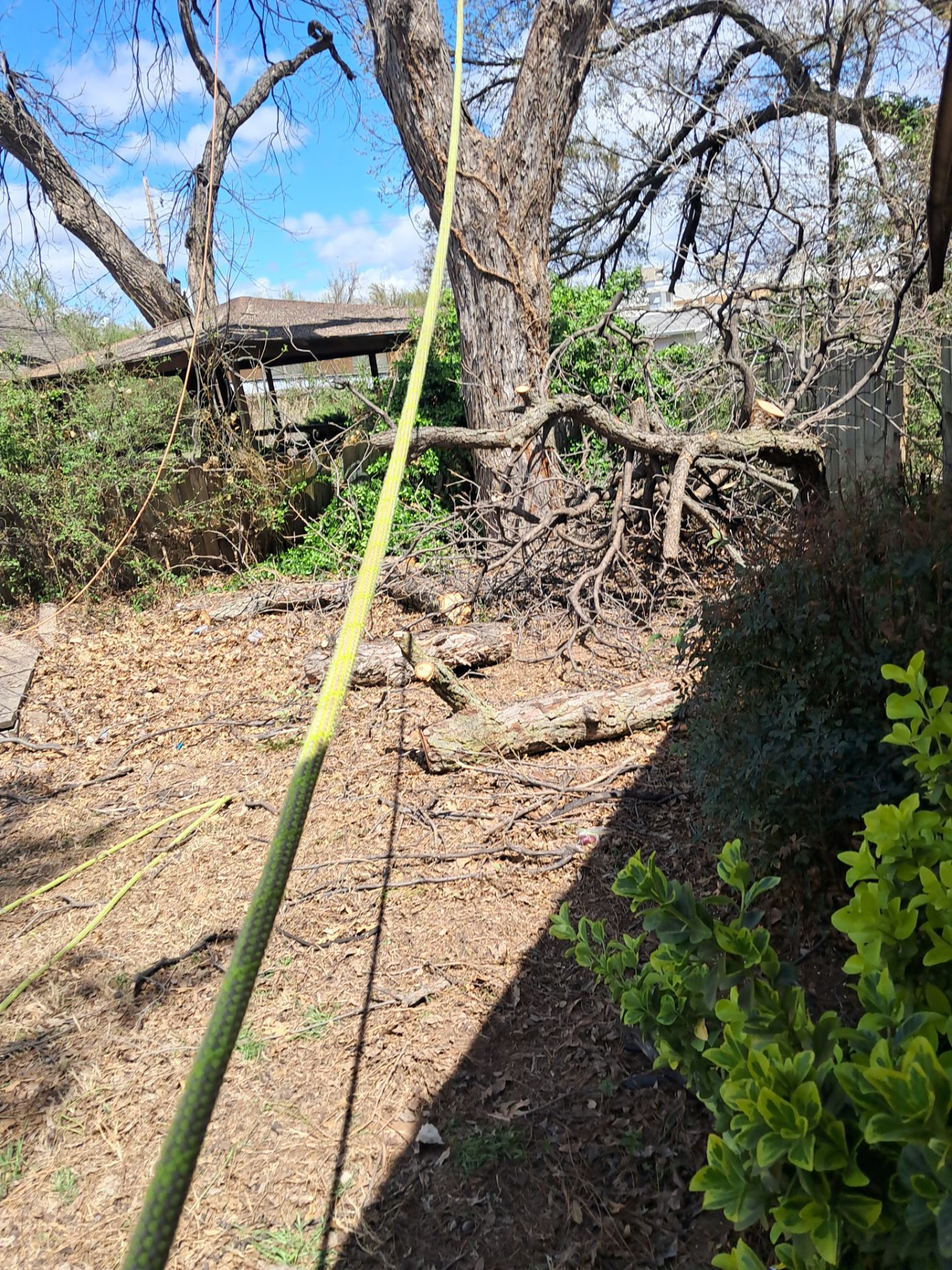 Tree Removal by Clays Services Inc