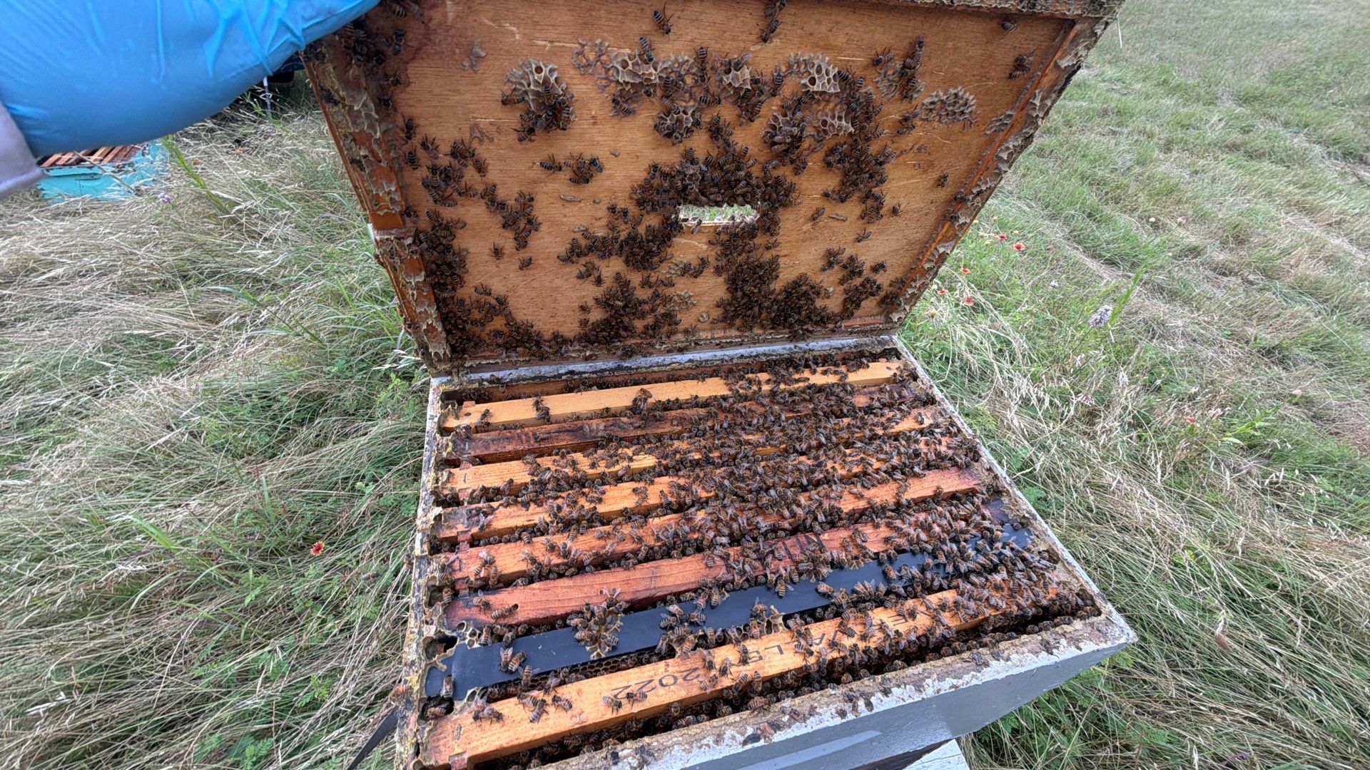 Bees for Ag. Exemption in Heath by Rockwall Honey Bee Company