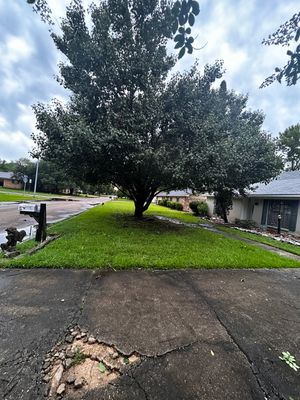 Tree And Hedge Trimming