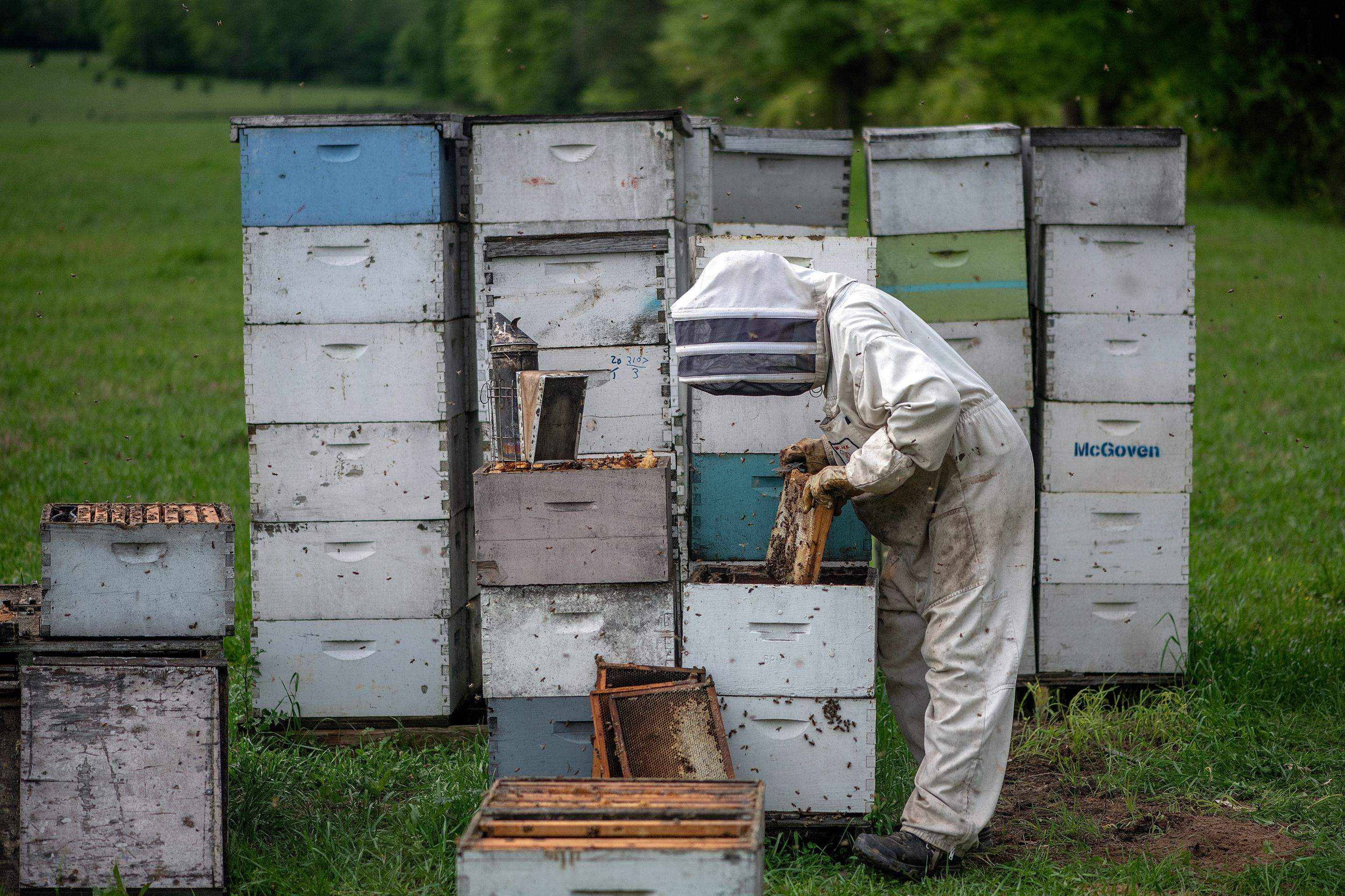 Splits in East Texas by Rockwall Honey Bee Company