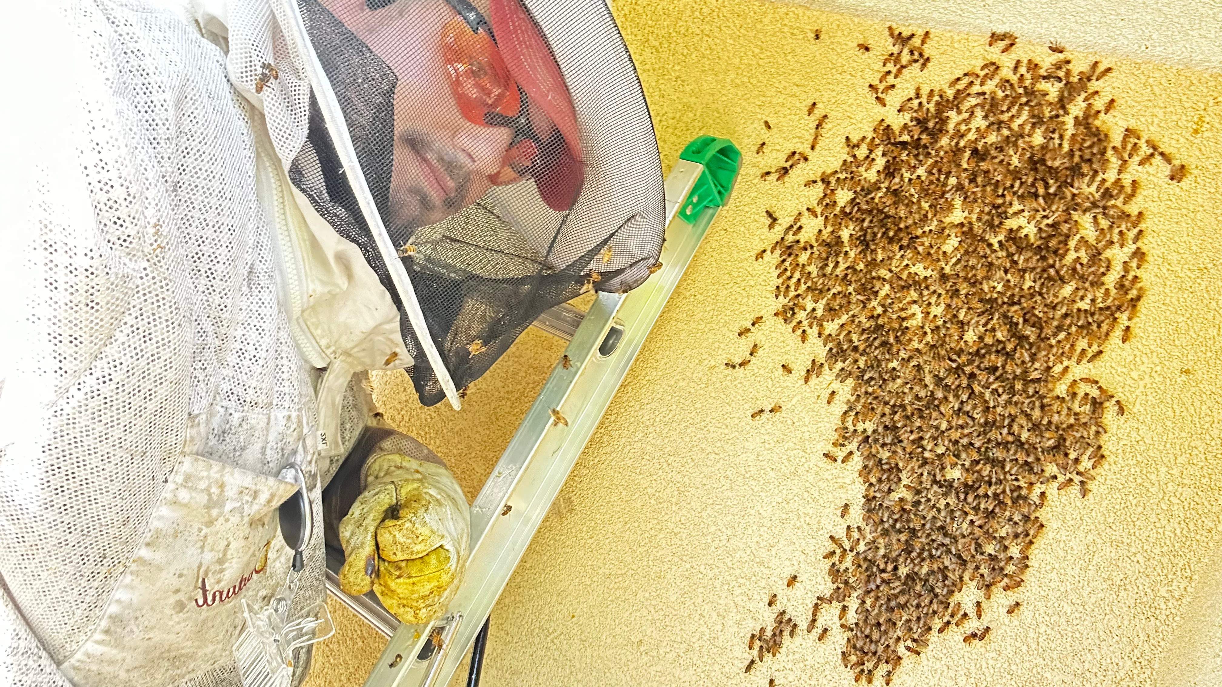 Beloved by Rockwall Honey Bee Company