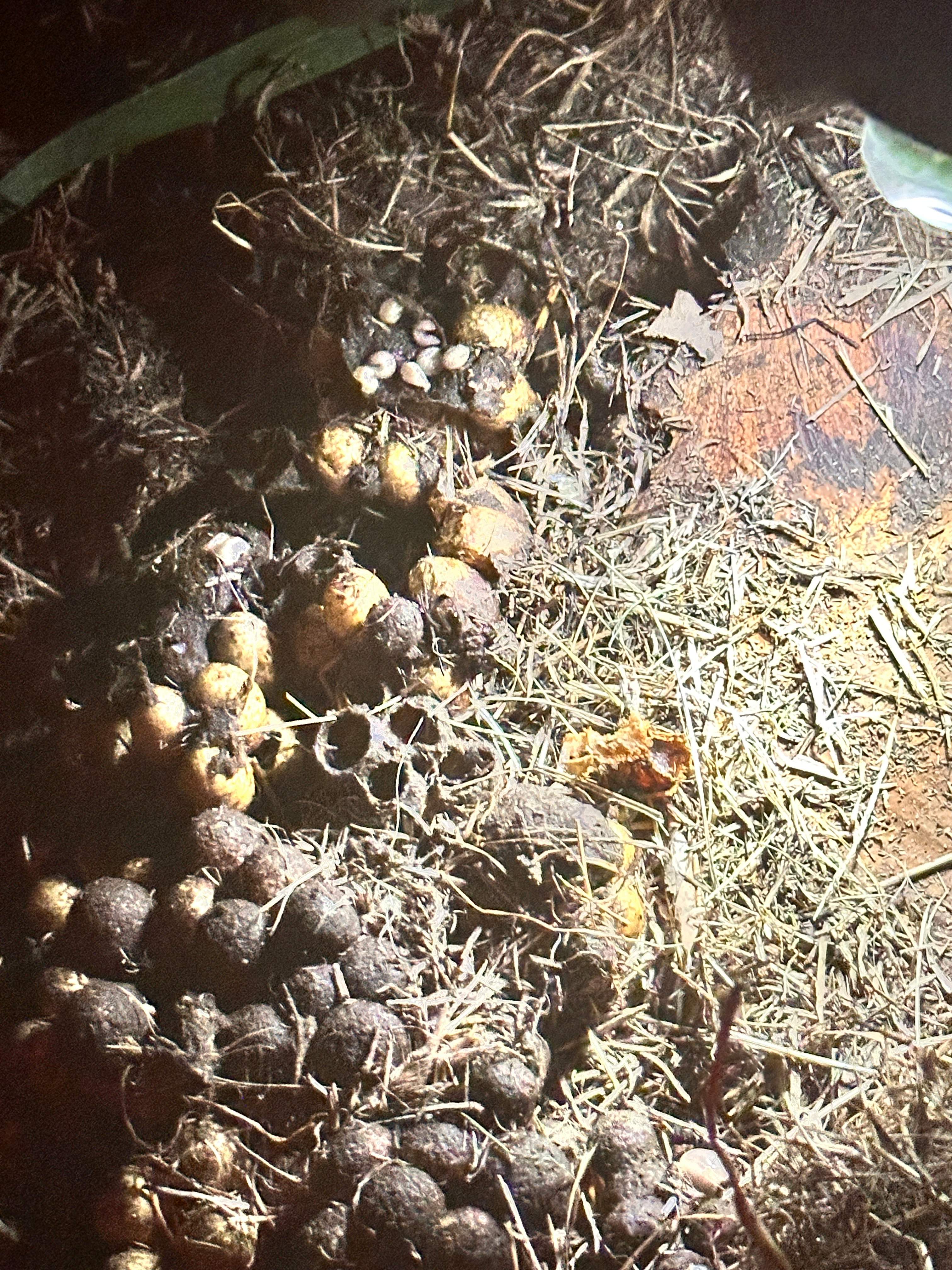 Bumblebees! by Rockwall Honey Bee Company