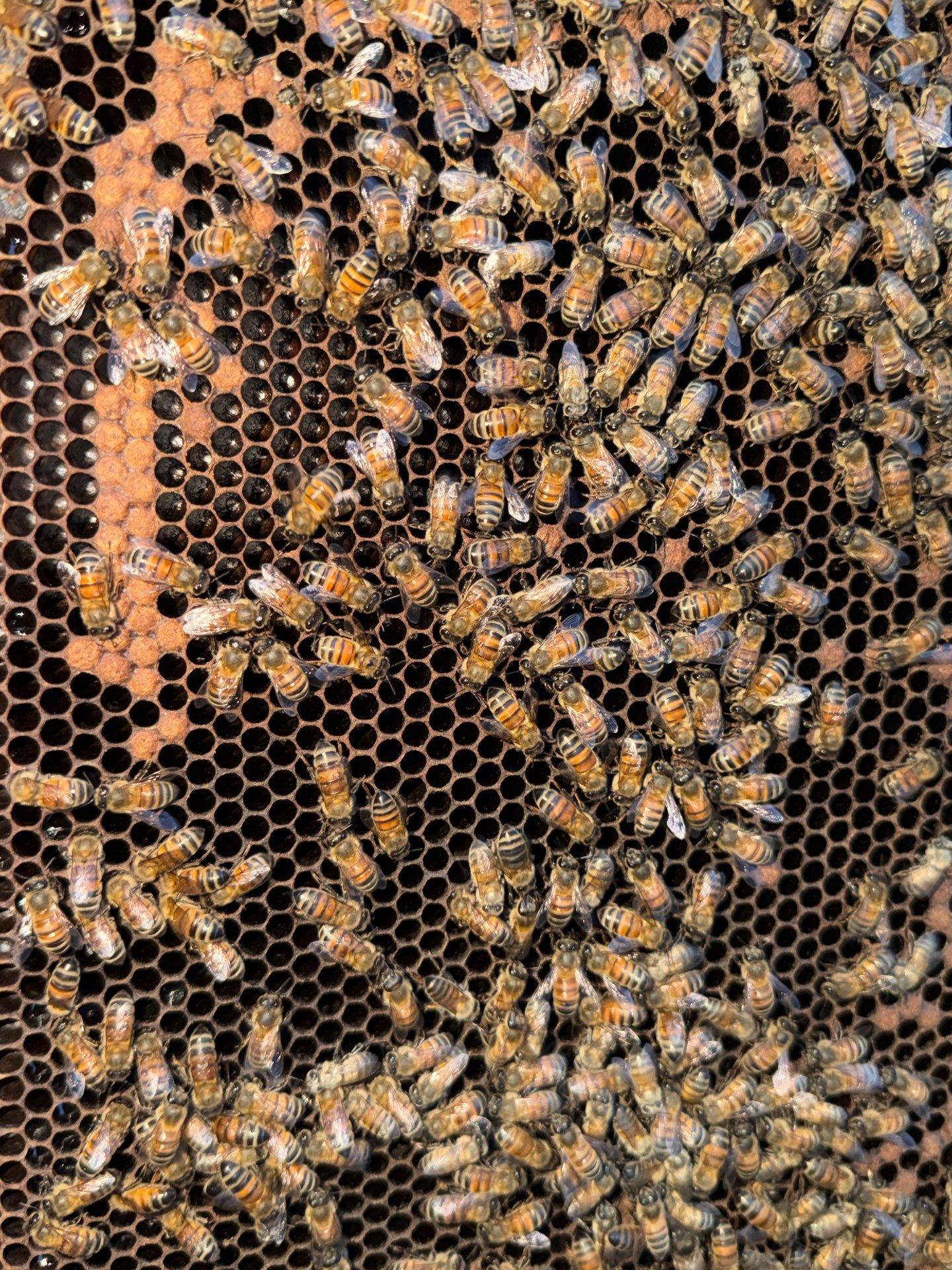 Bees by the Lot by Rockwall Honey Bee Company