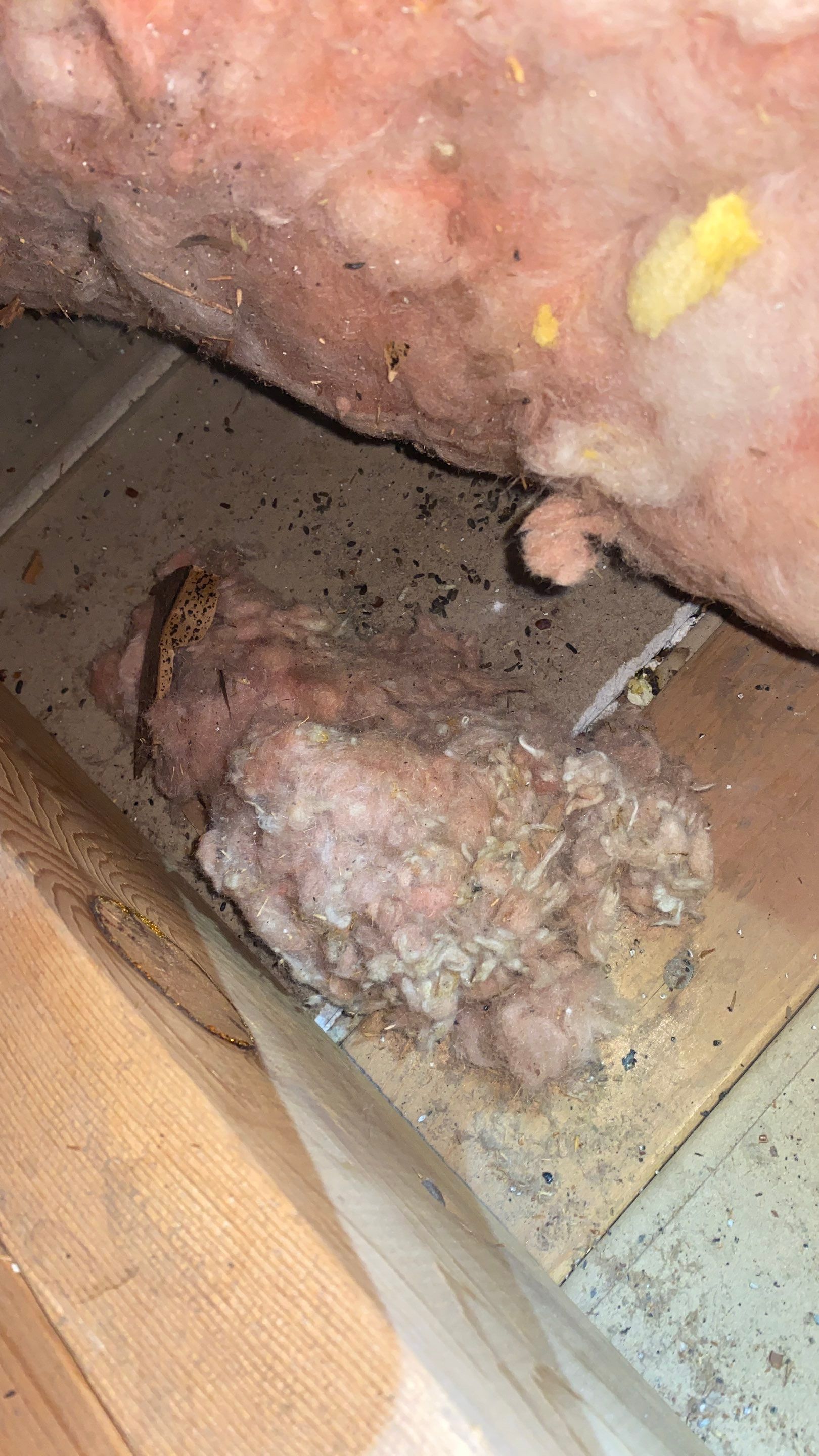 Wintersville Ohio Mold Remediation  by Home Environment Solutions